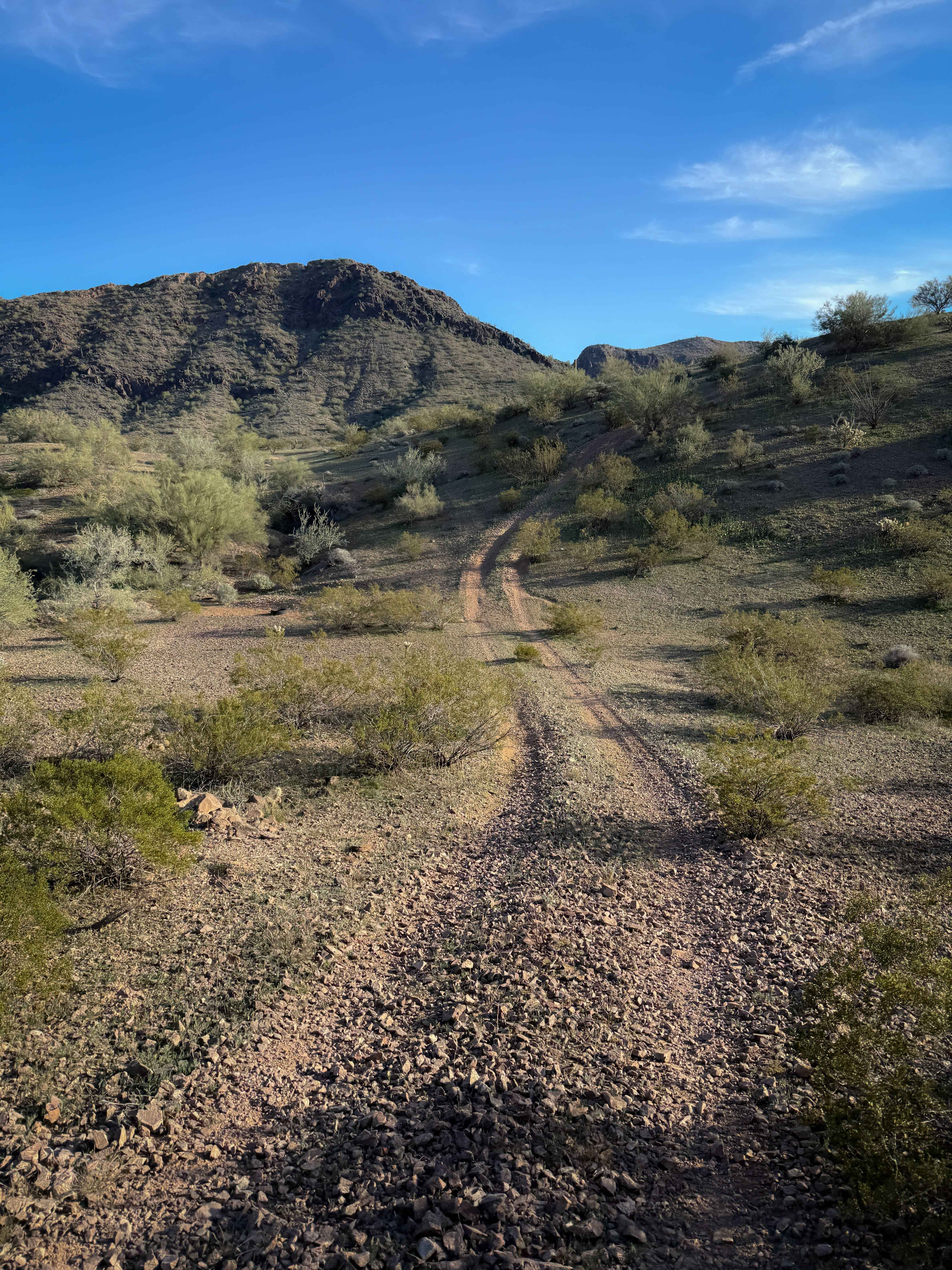 Cholla Garden