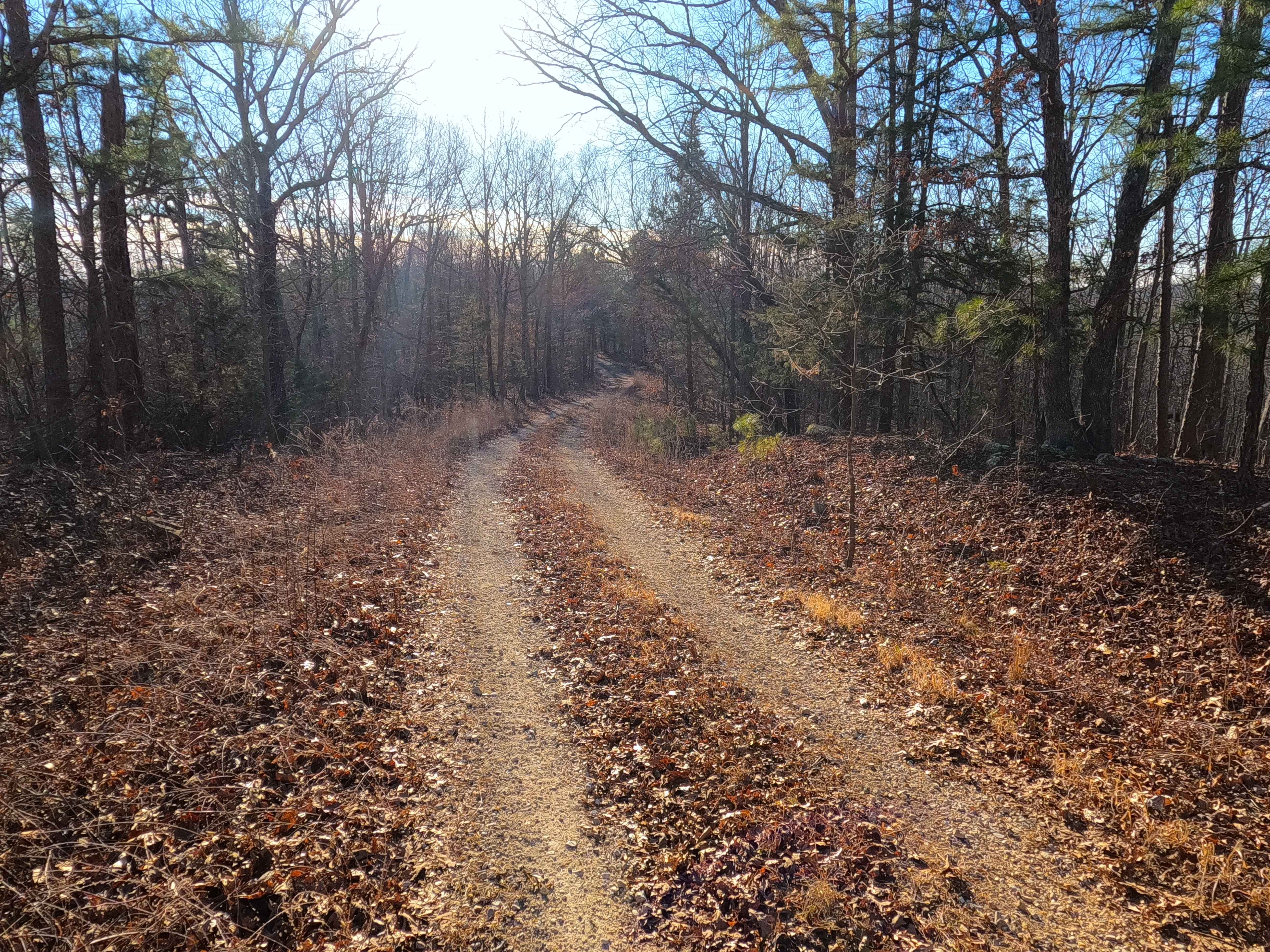 Turkey Trot - FS 2447