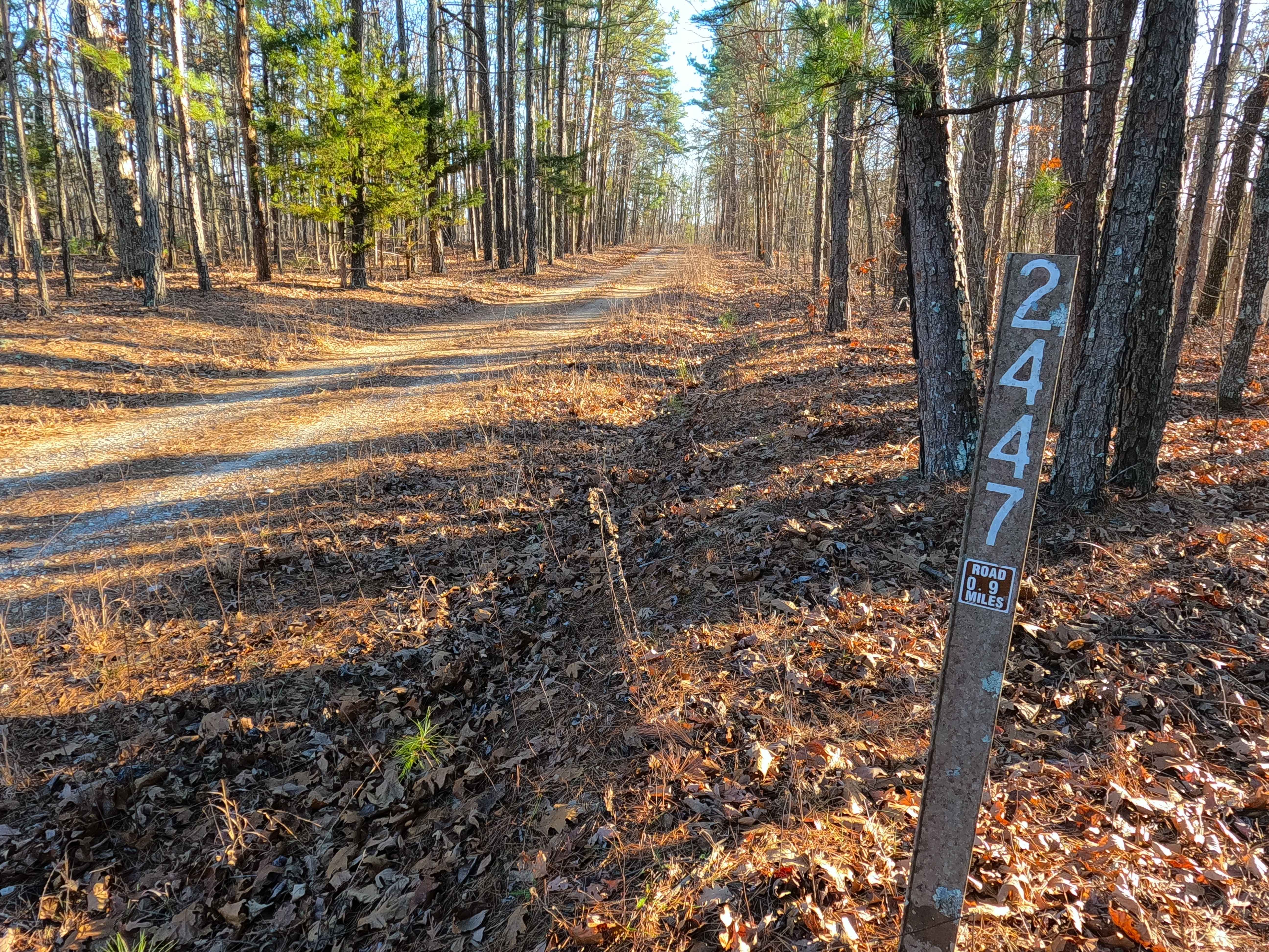 Turkey Trot - FS 2447