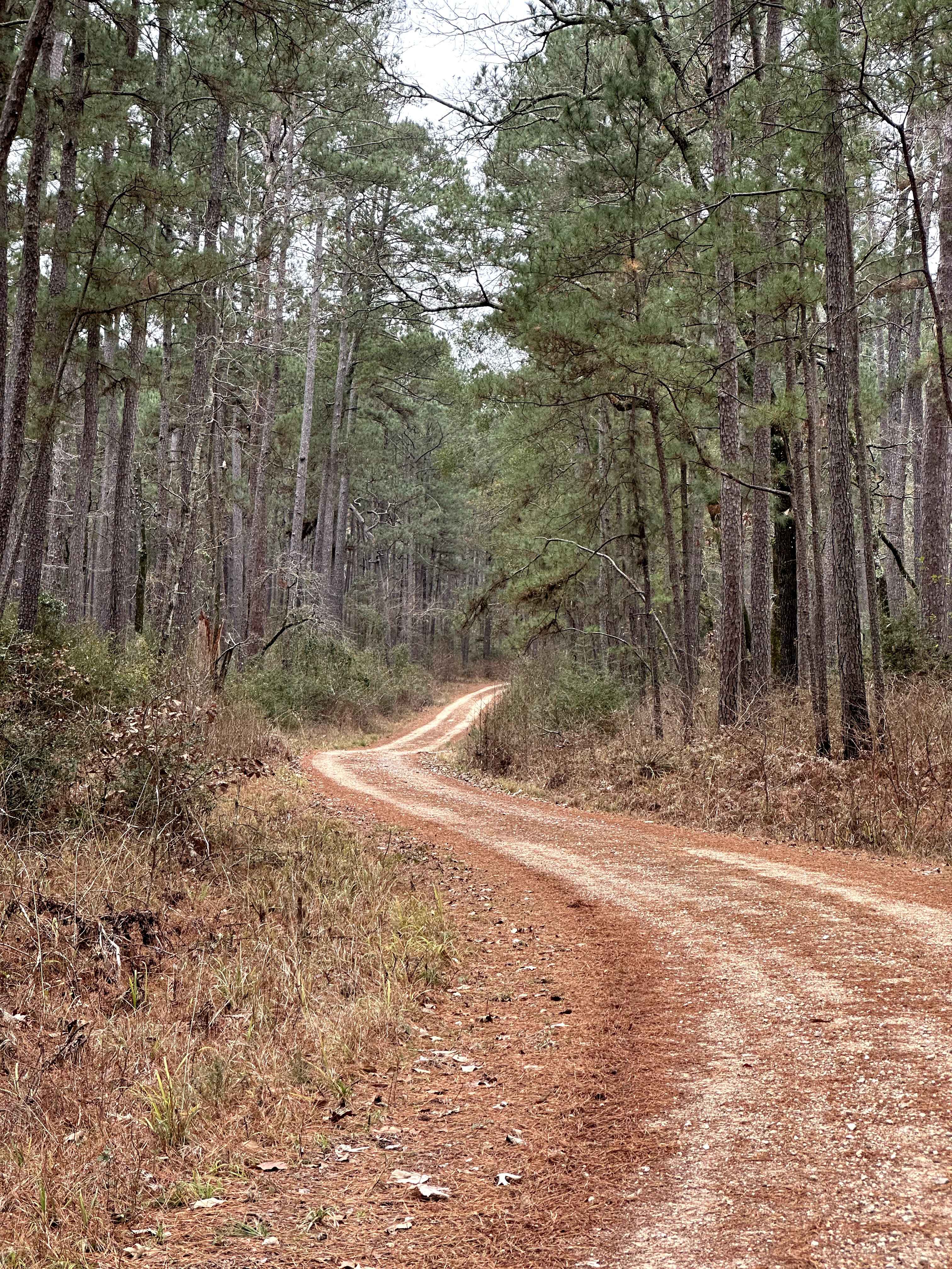 Brown Branch - FS 233C