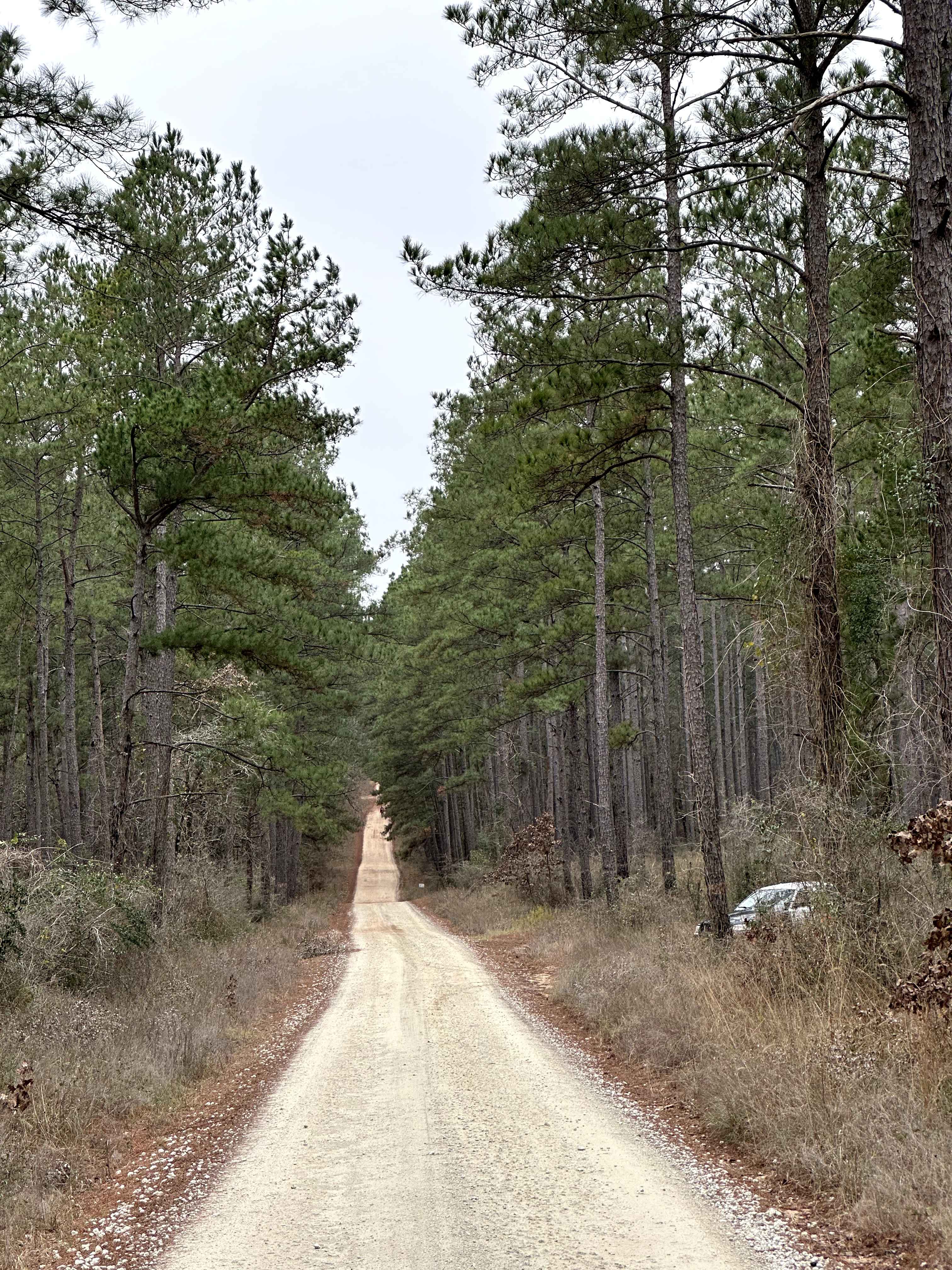 Kelly's Pond Road - FS 271