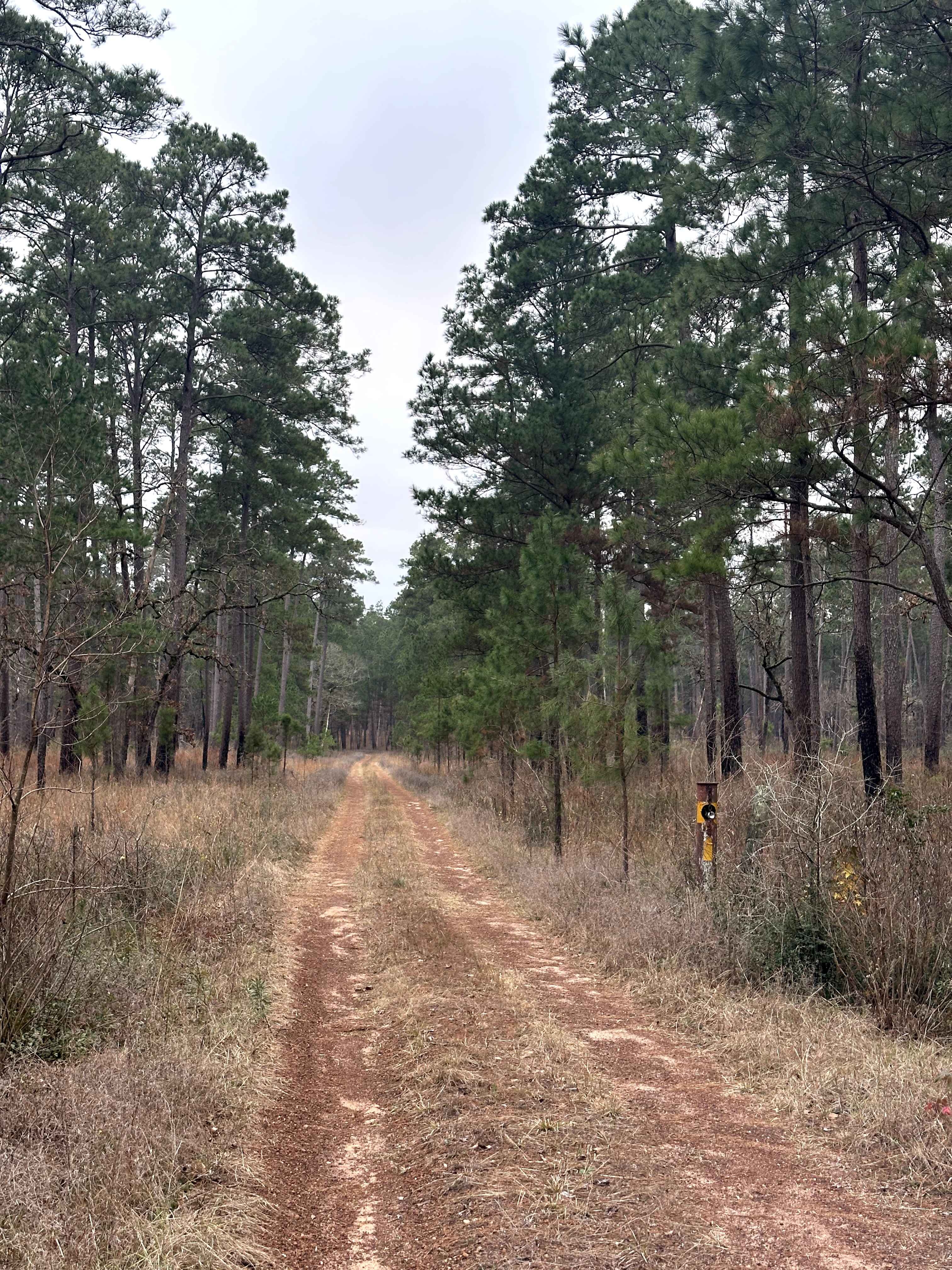 Sinclair Spur - FS 203A