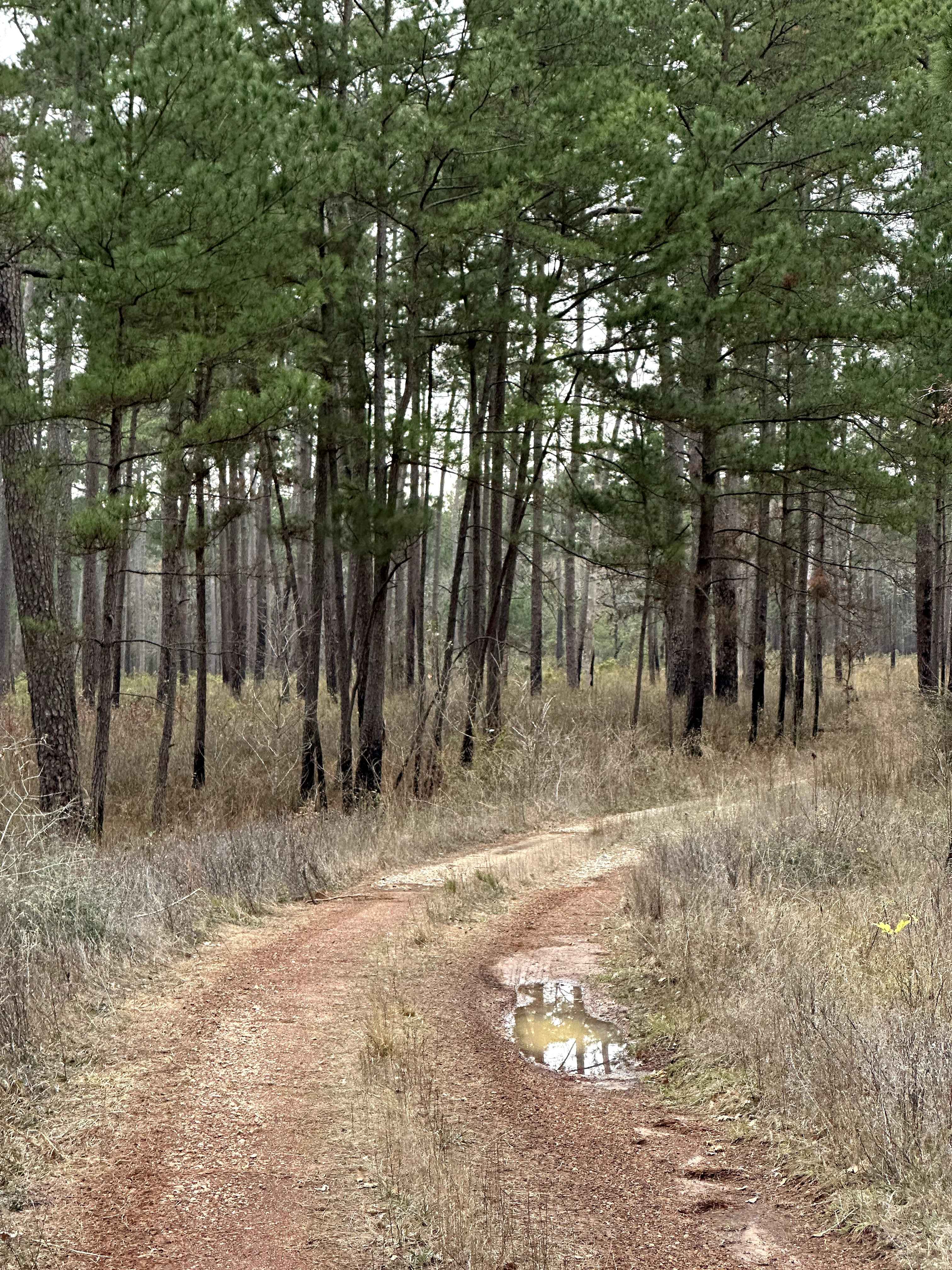 Sinclair Spur - FS 203A