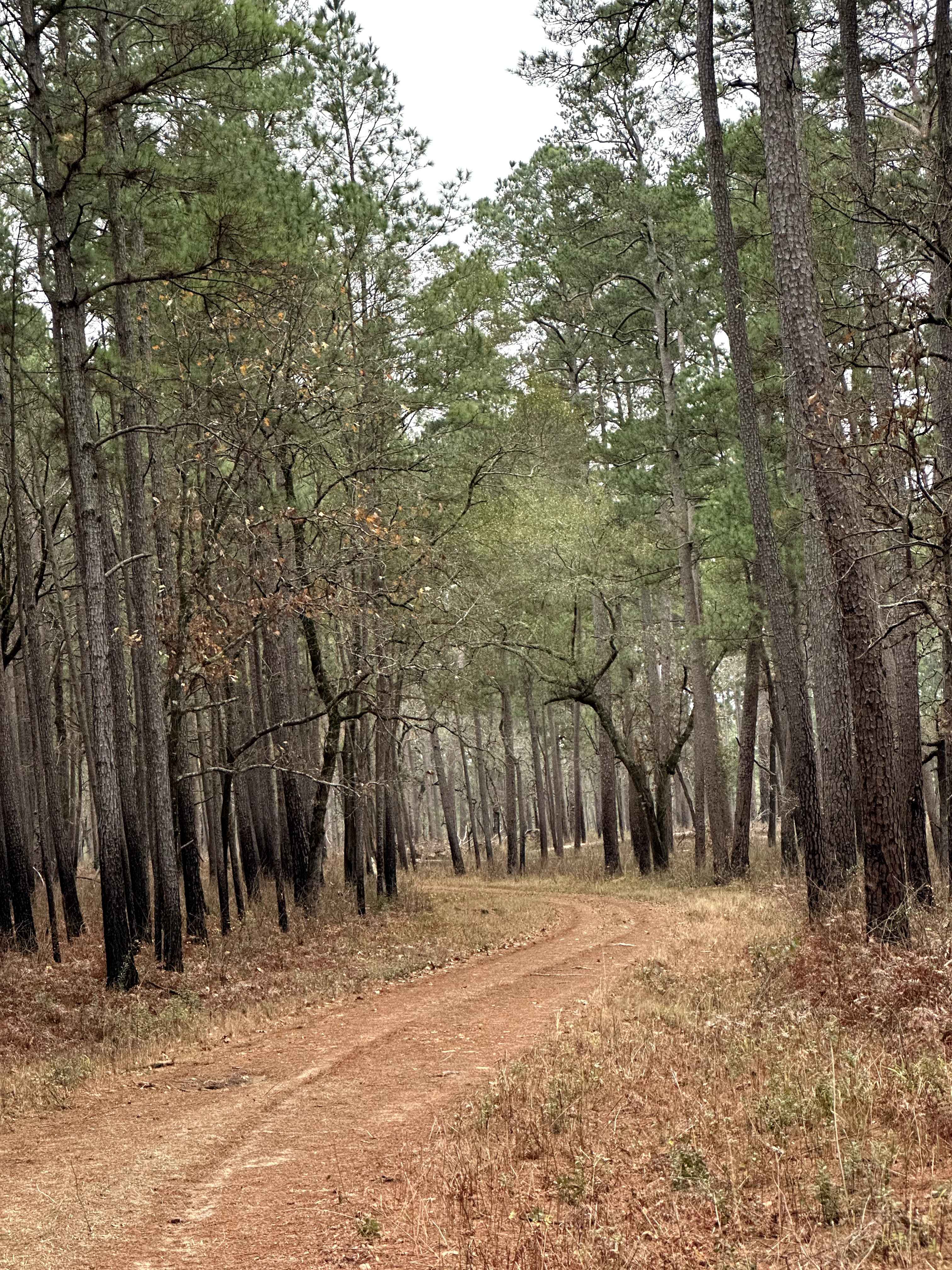 Pipe Specs - FS 219B