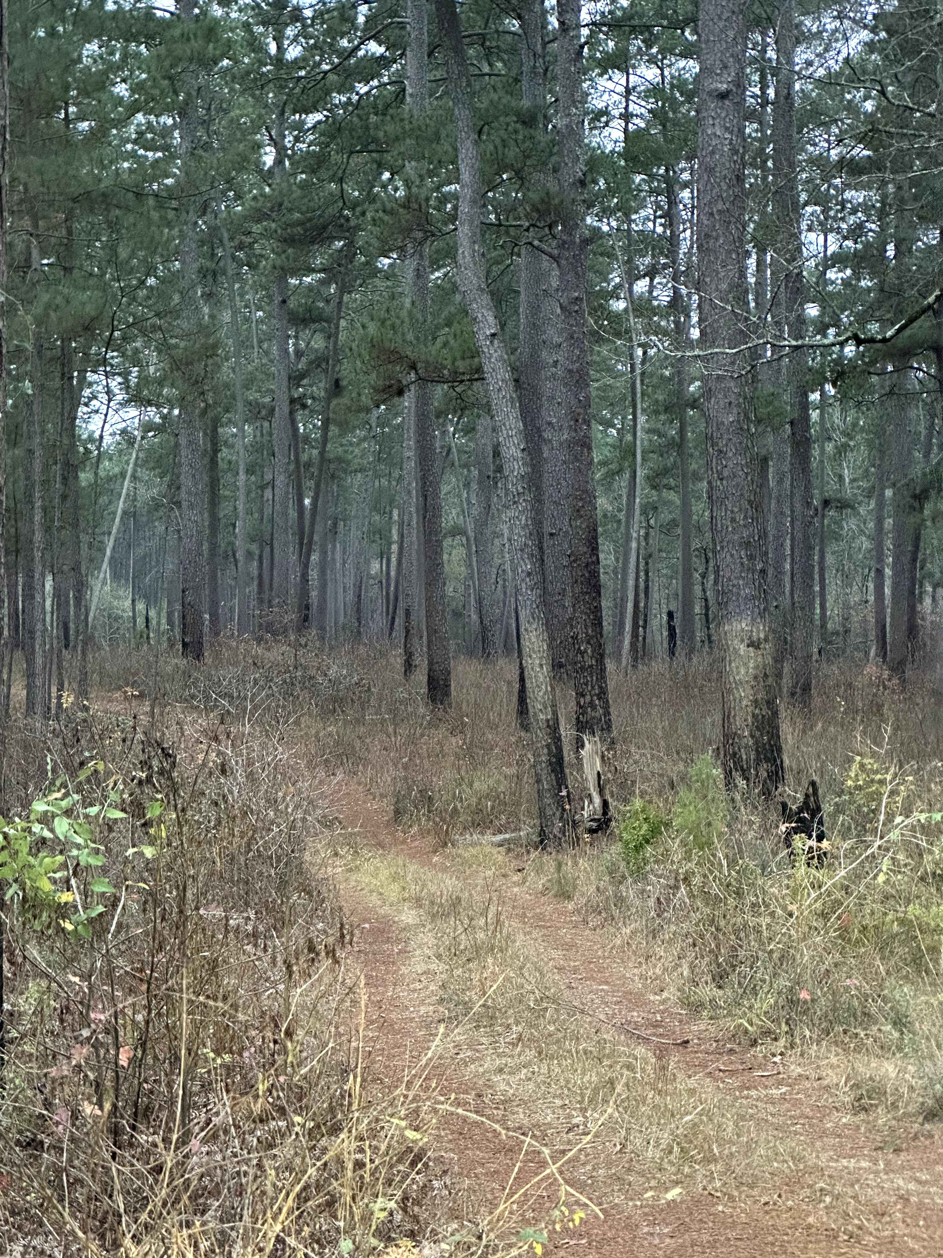 Bethel Spur - FS 211A