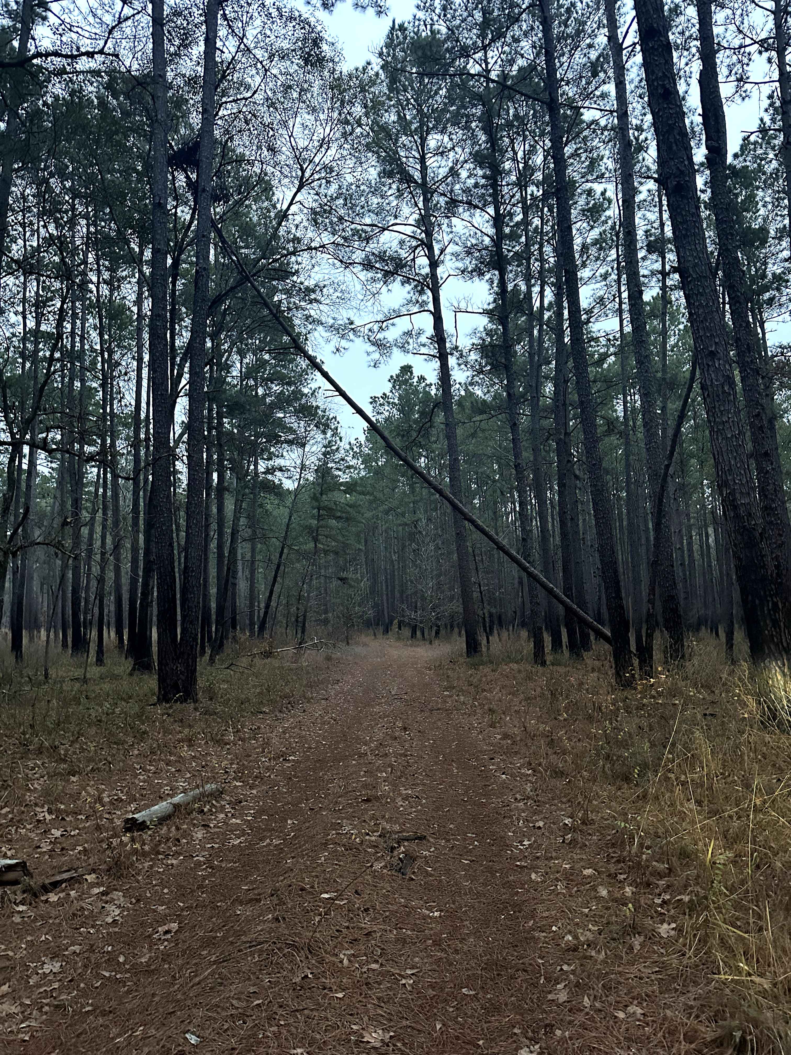 Bethel Spur - FS 211A