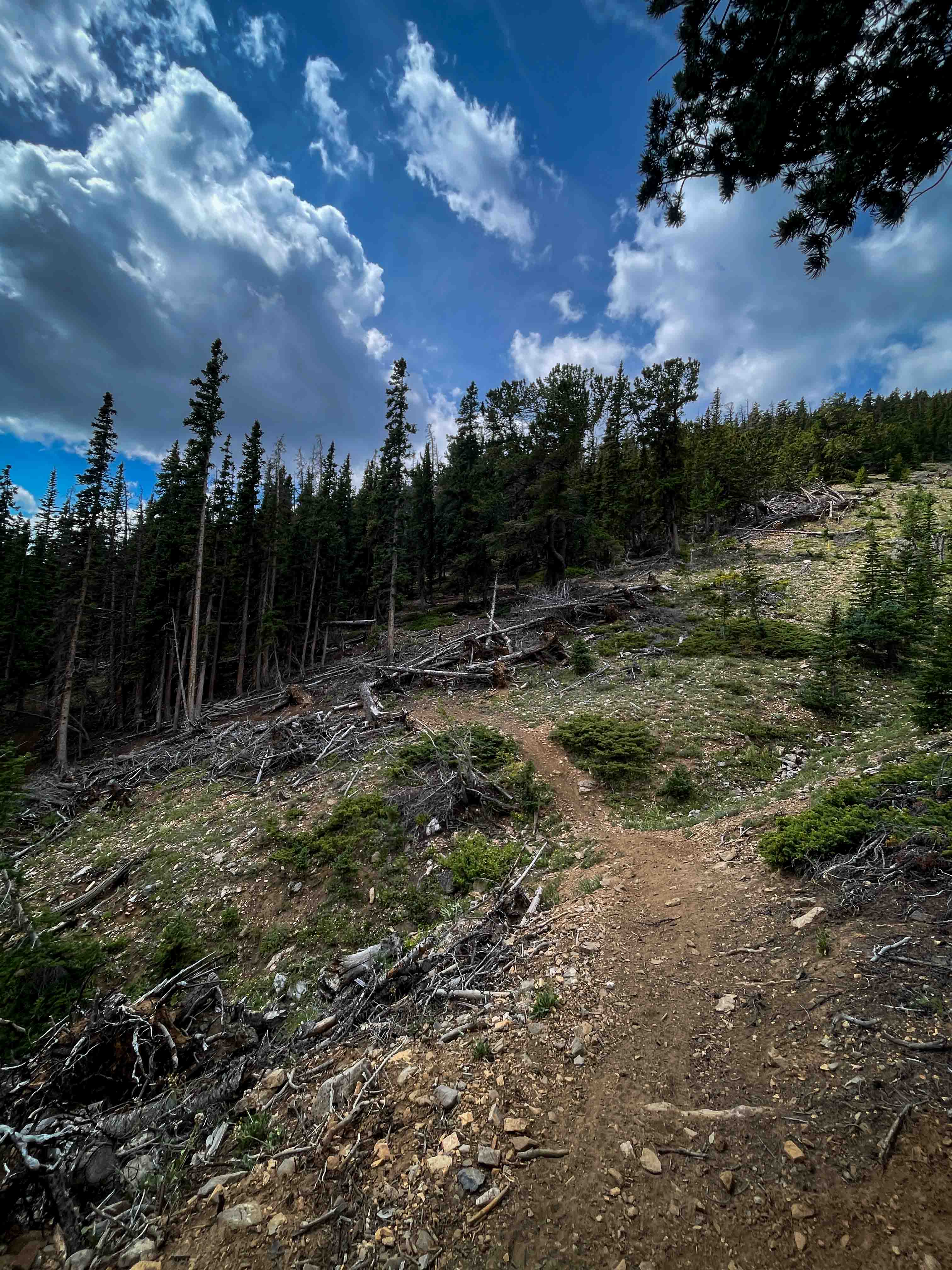 Sheep Mountain Interconnect Trail #740