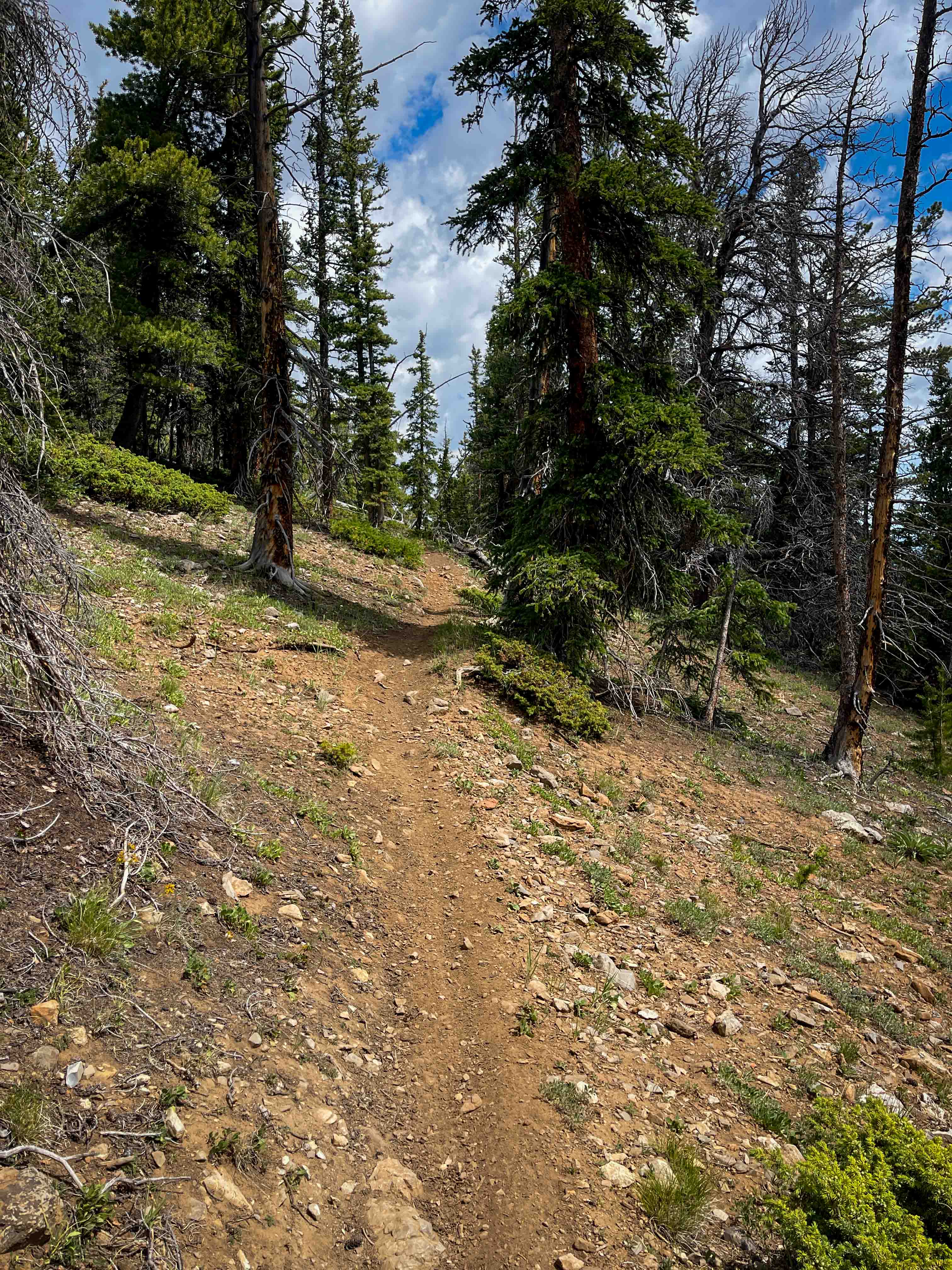 Sheep Mountain Interconnect Trail #740