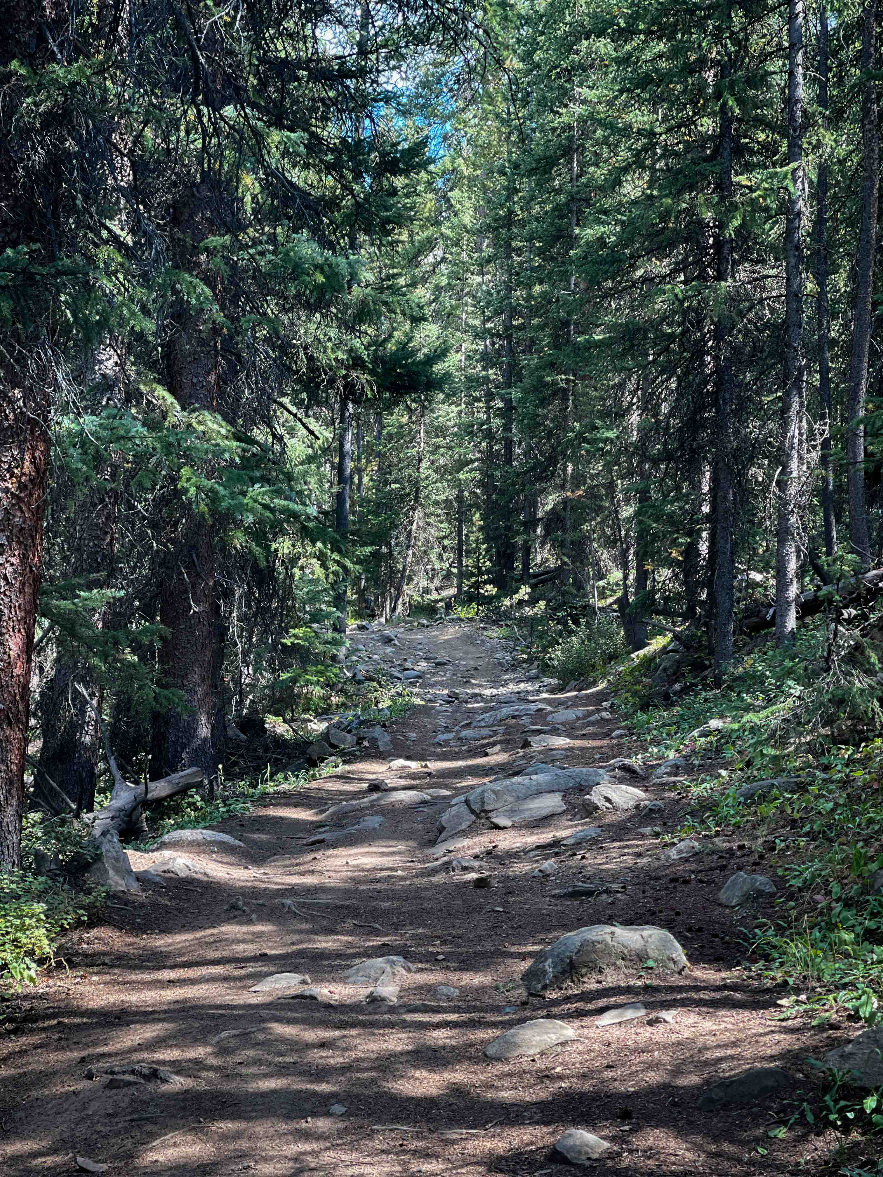 South Fork Swan Trail #9088