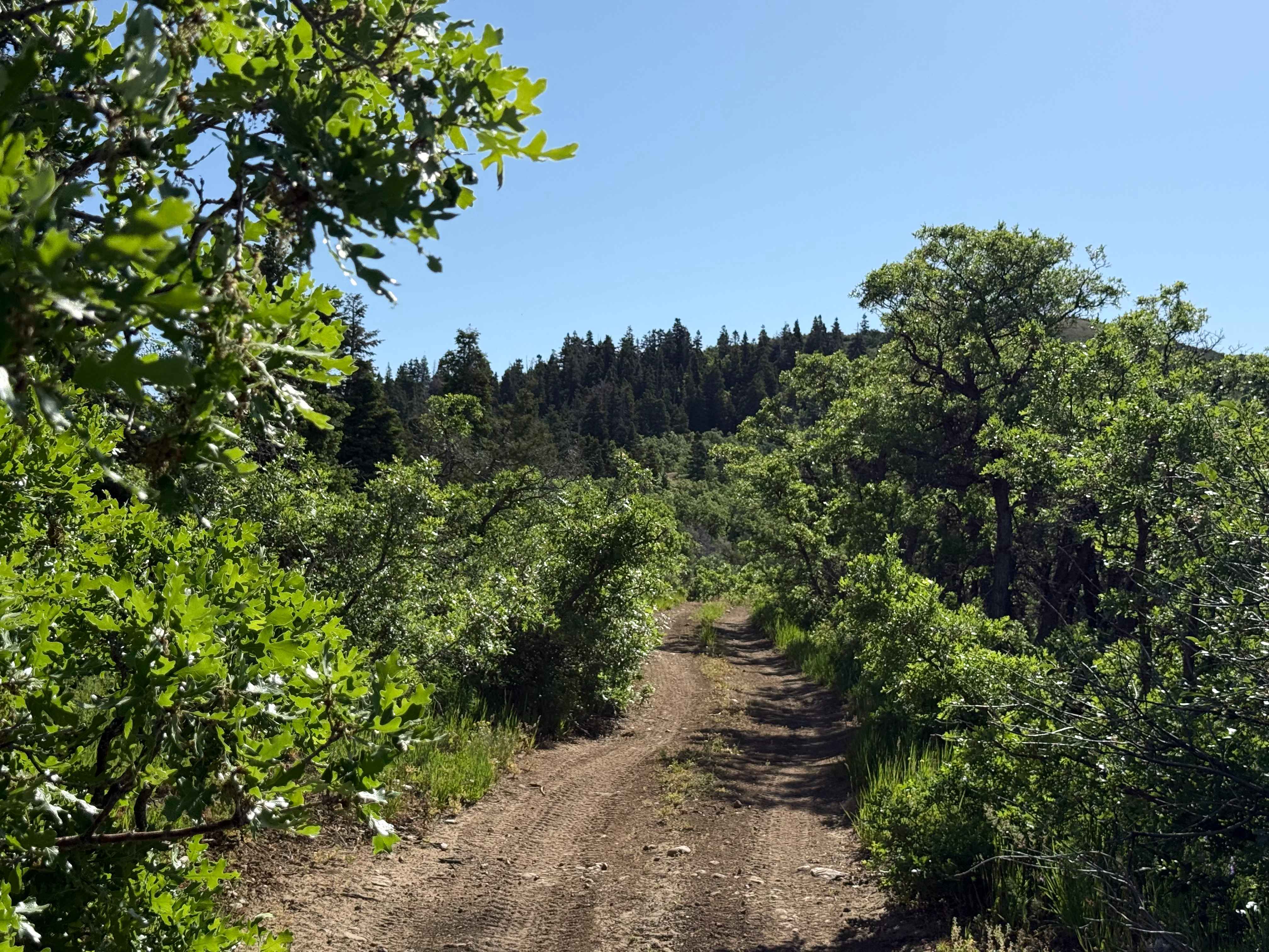 Death Hollow - 50148