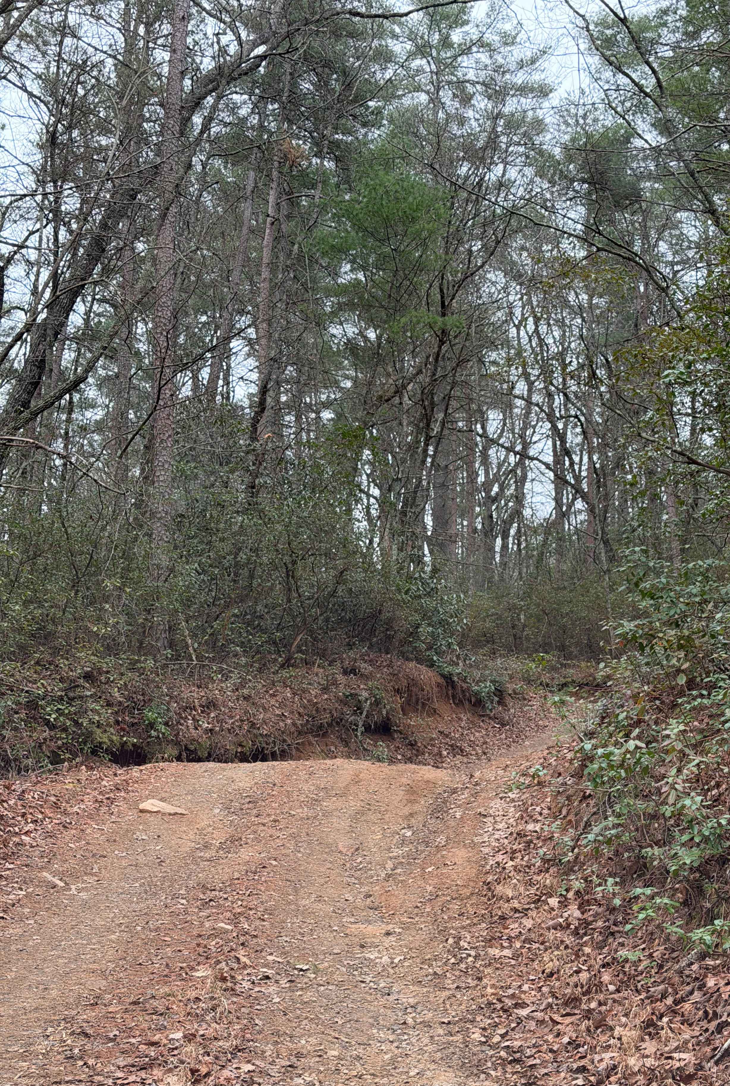 Yellow Mountain Trail - FS 268