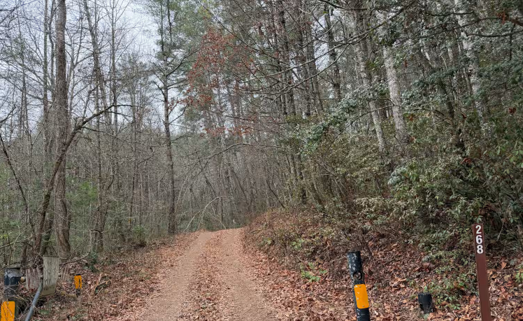 Yellow Mountain Trail - FS 268