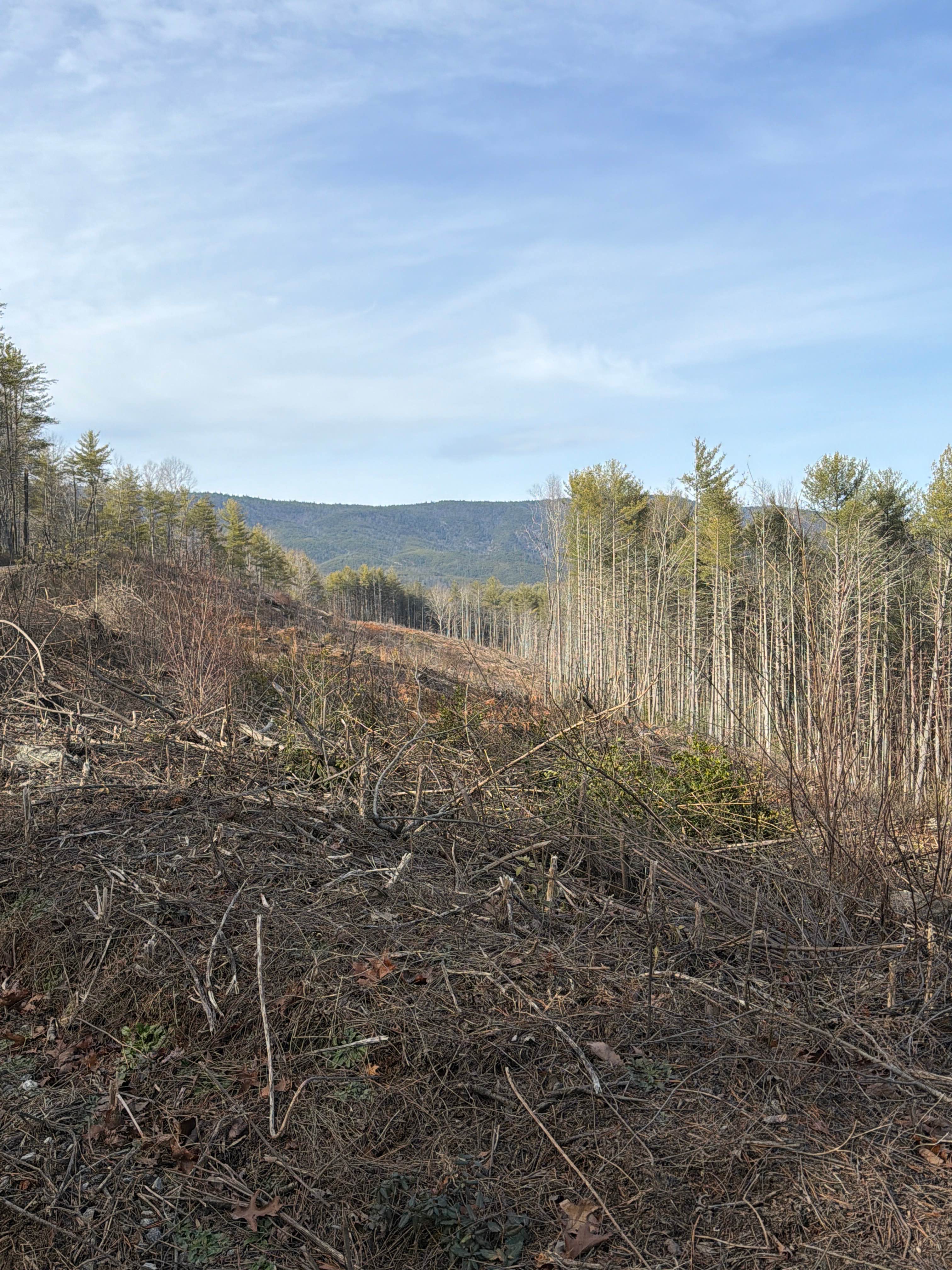 Wolf Pit Road - FS 117