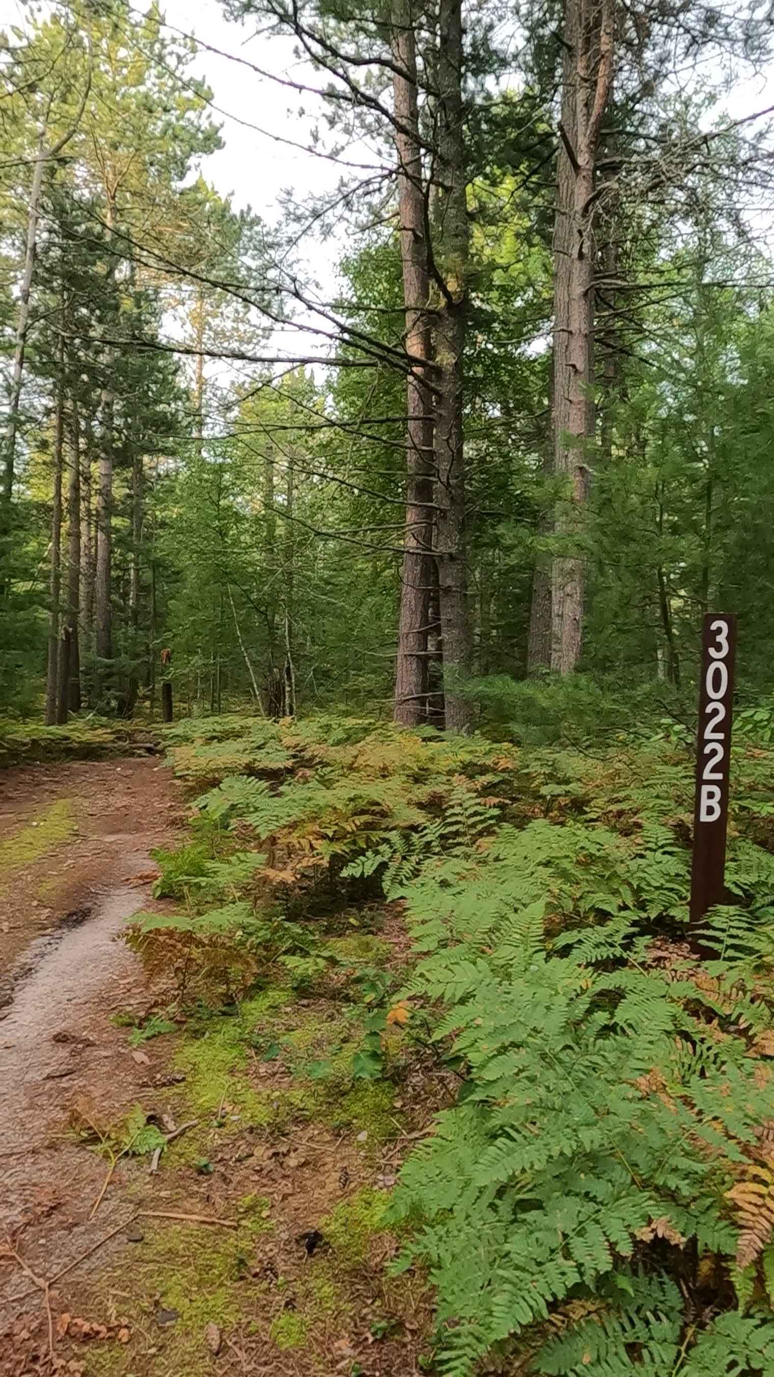 Carl Spur B - FS 3022B