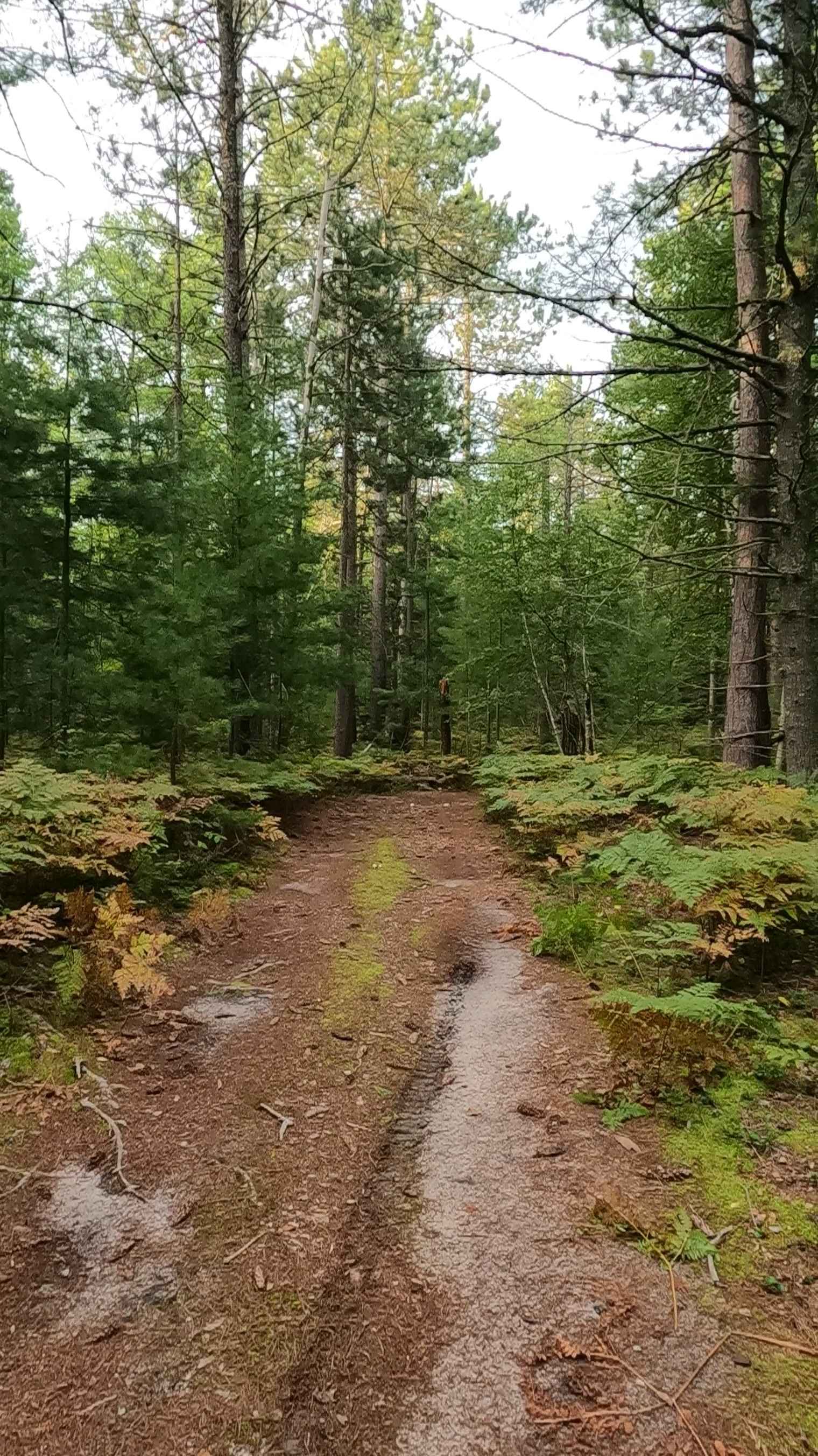 Carl Spur B - FS 3022B