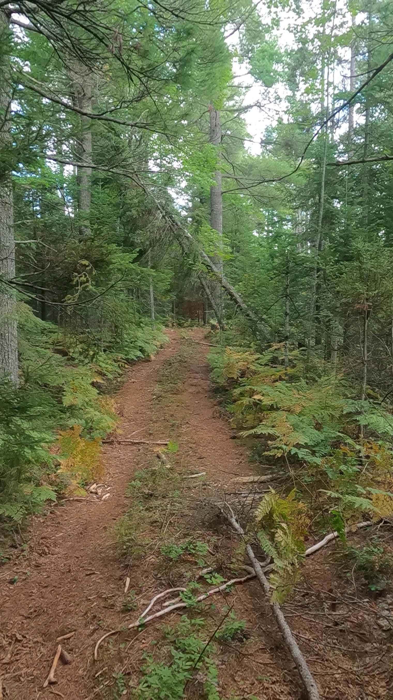 Naugle Creek - FS 3348