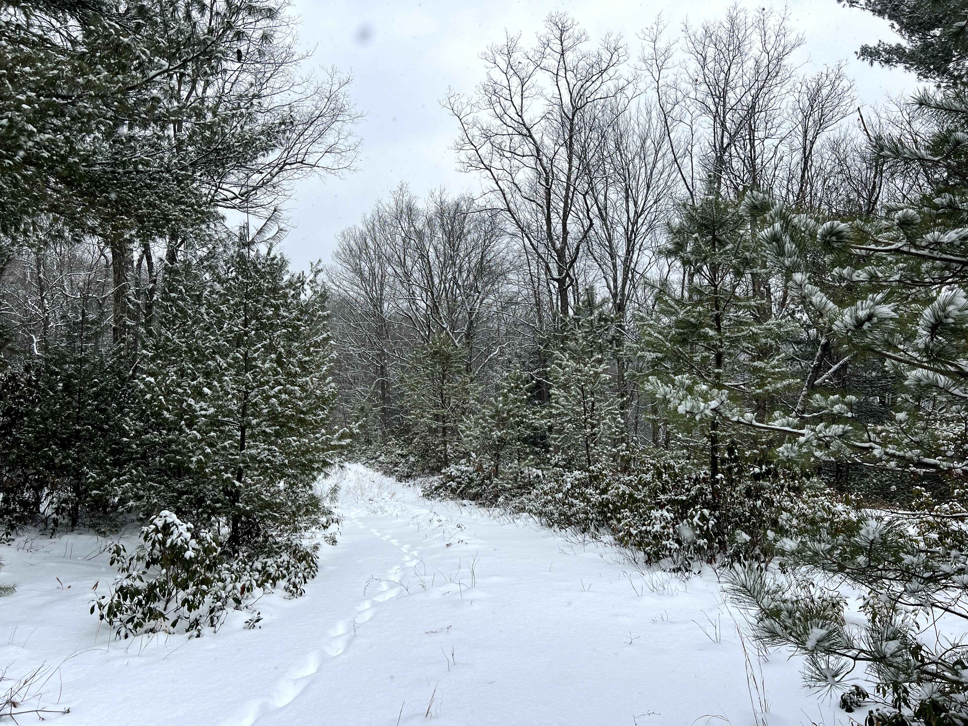 Mill Run Trail