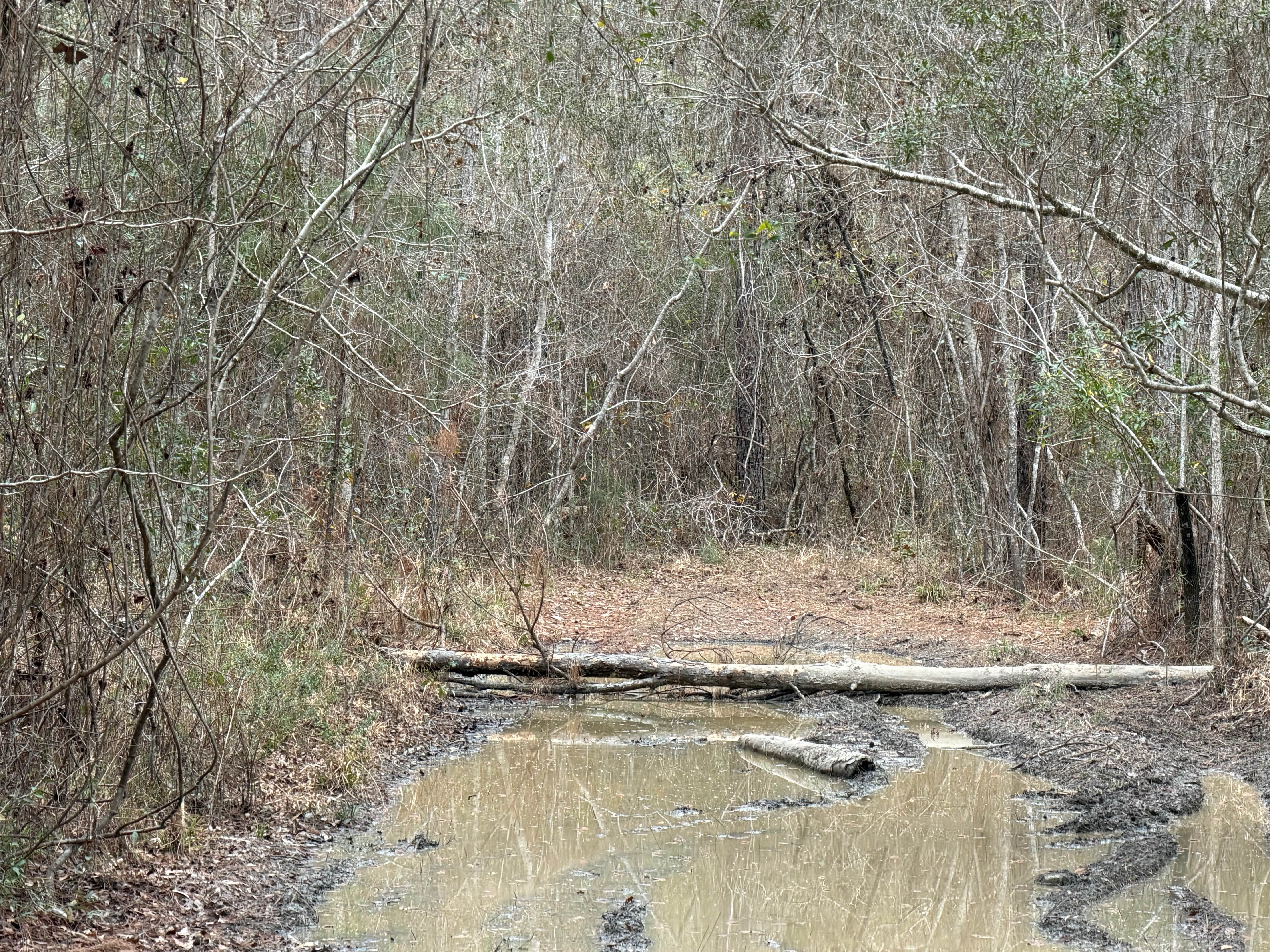 Big Cypress Swamp South East Loop