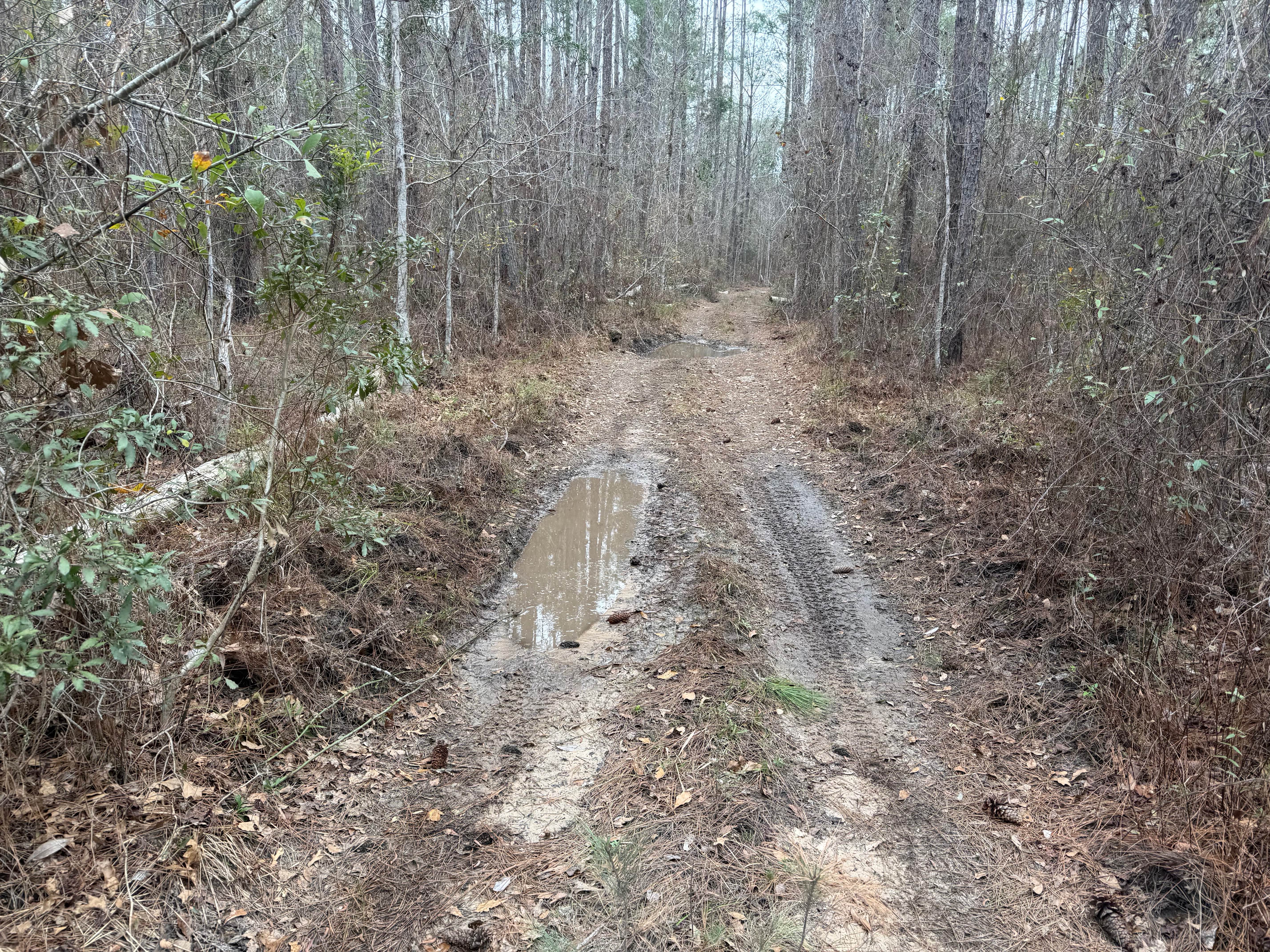 Big Cypress Swamp South East Loop
