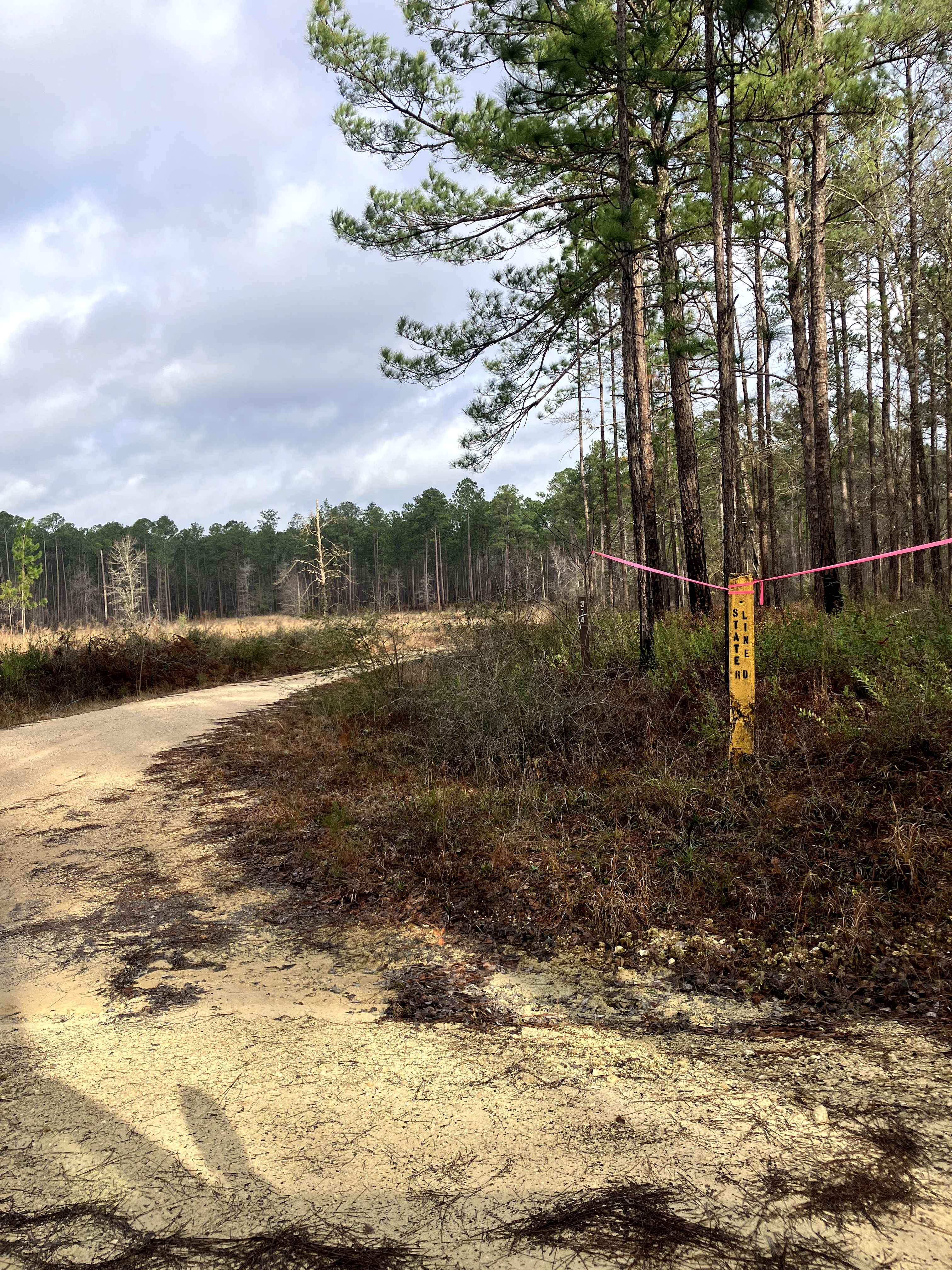 Boggy Hollow Road - FS 374