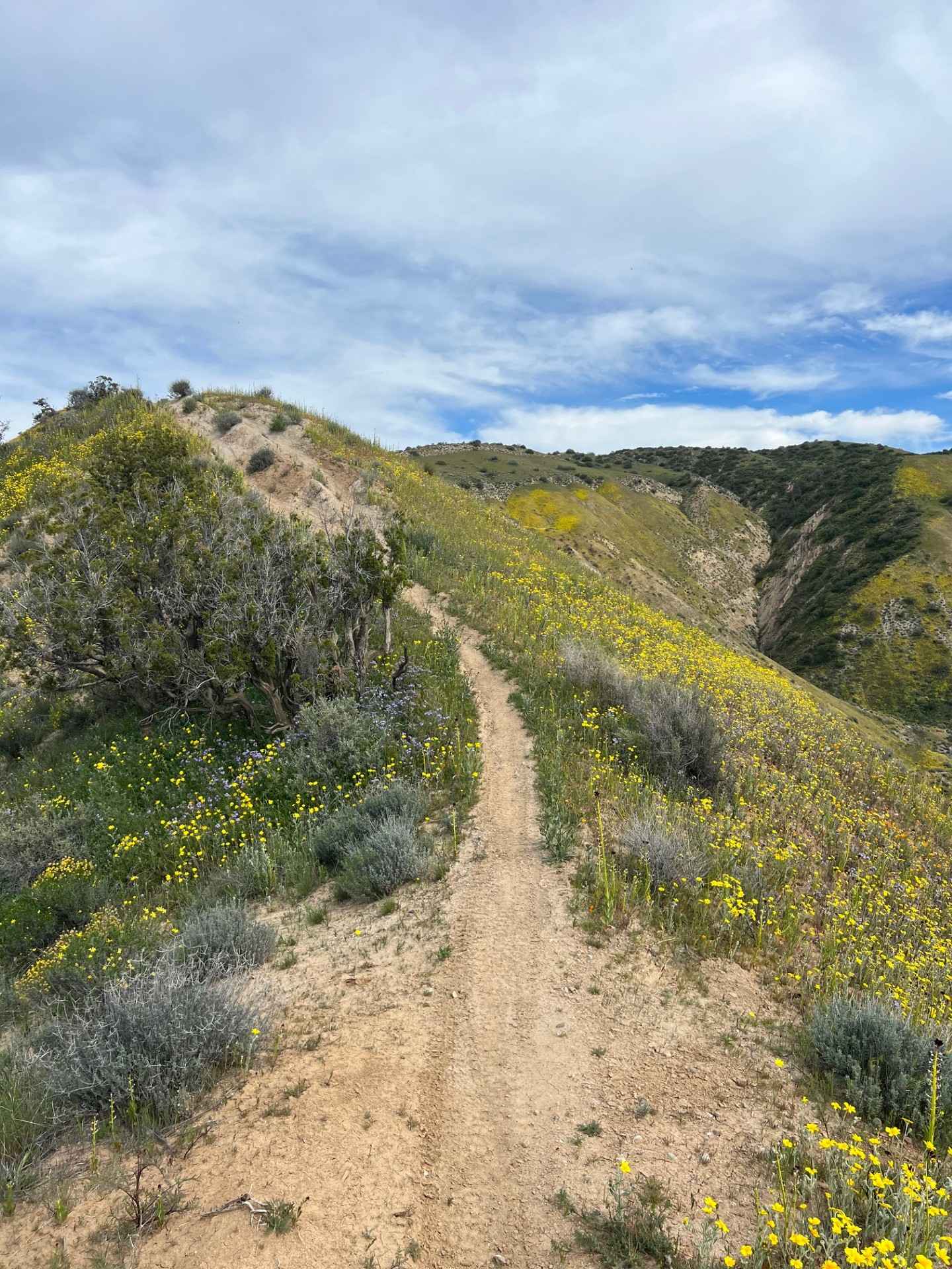 Trail 18 Singletrack