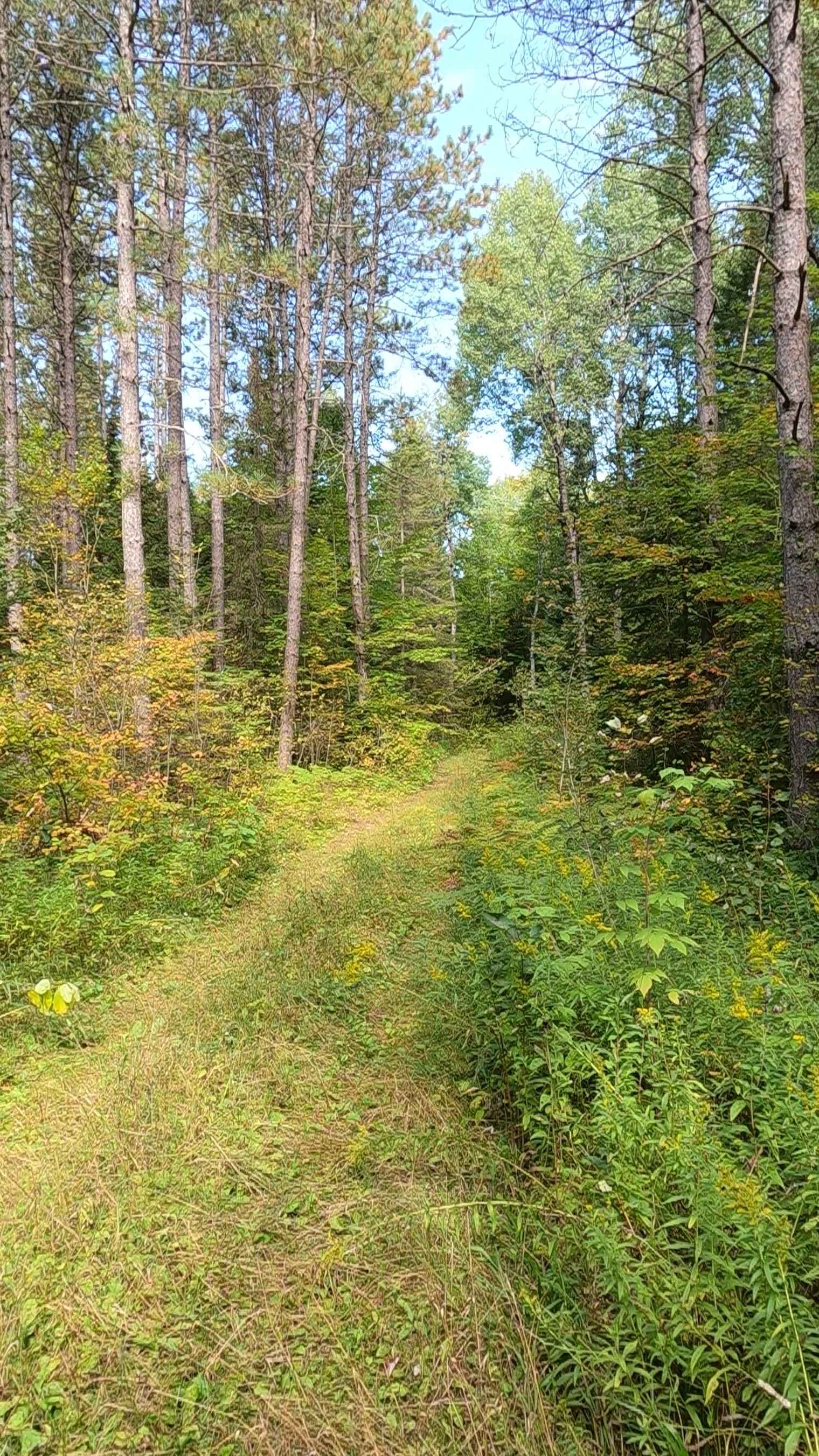 Fiborn Spur D - FS 3332D