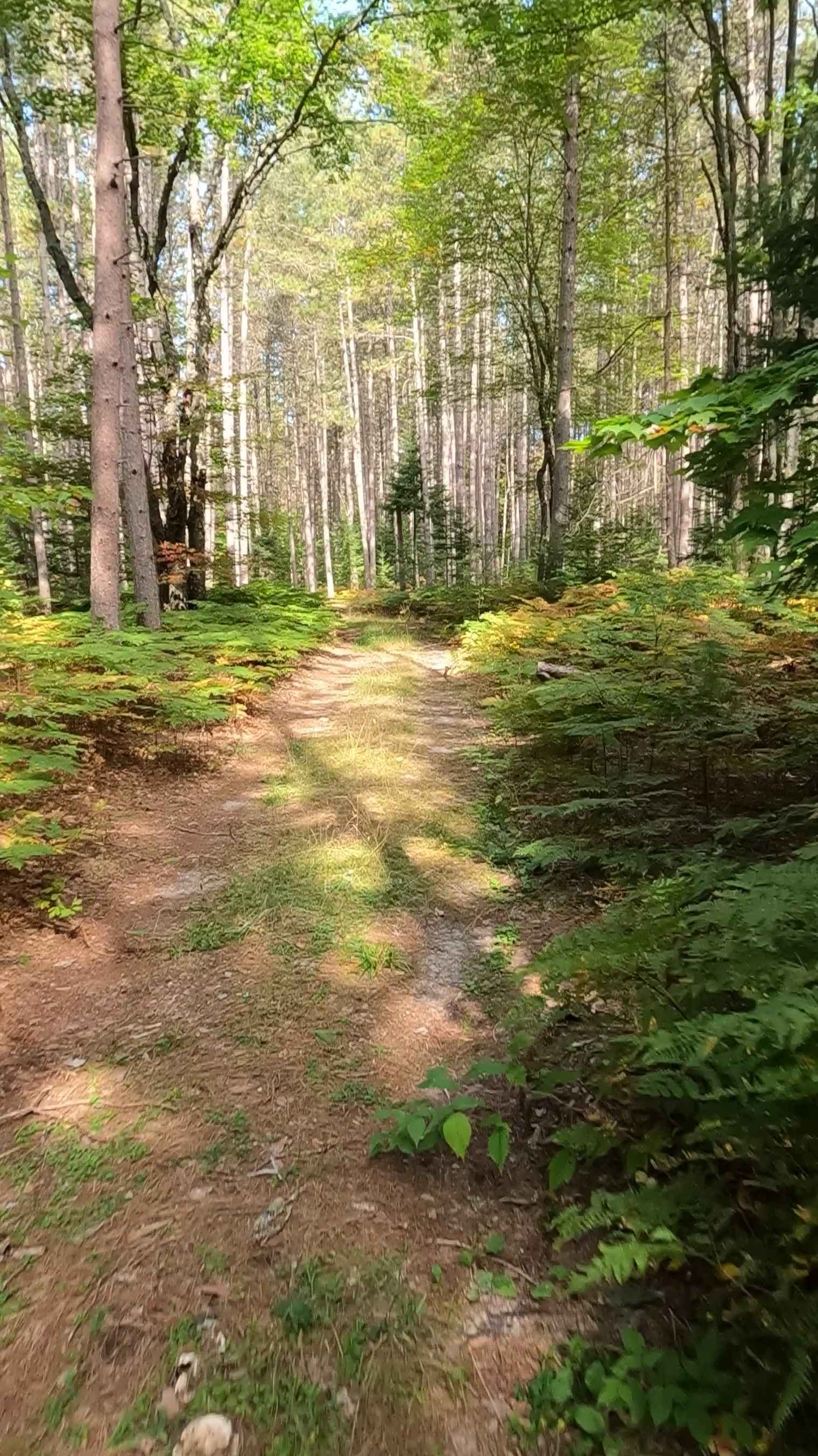 Fiborn Spur D - FS 3332D