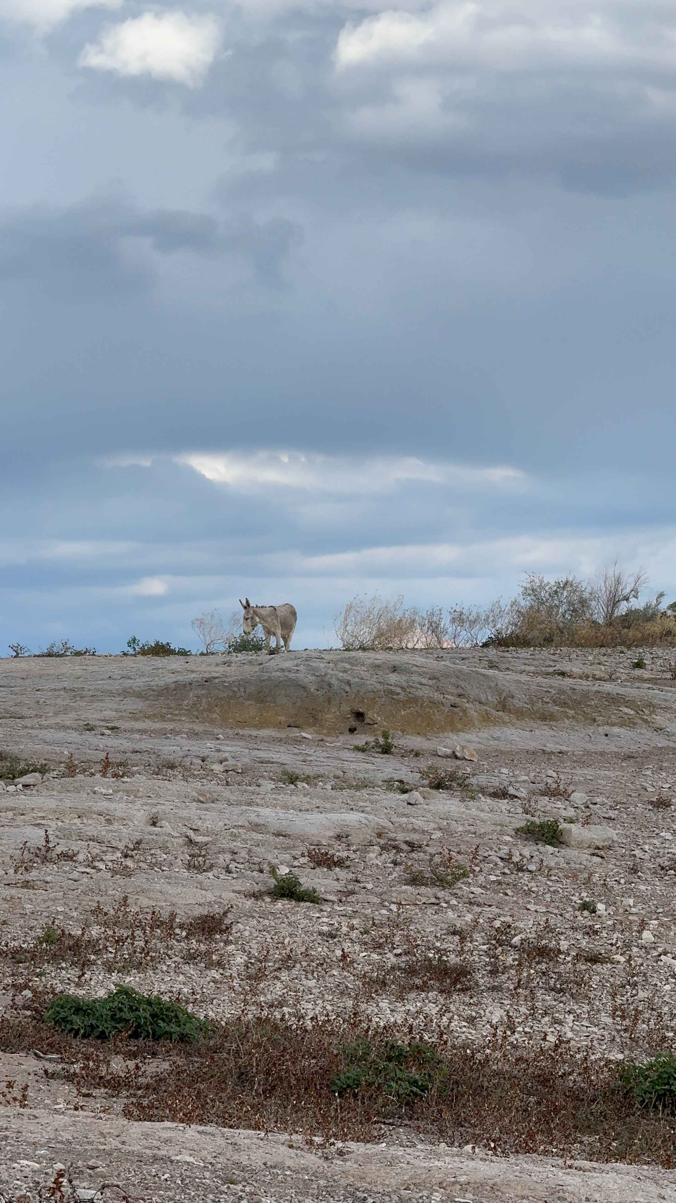 Pleasant Burro Drive