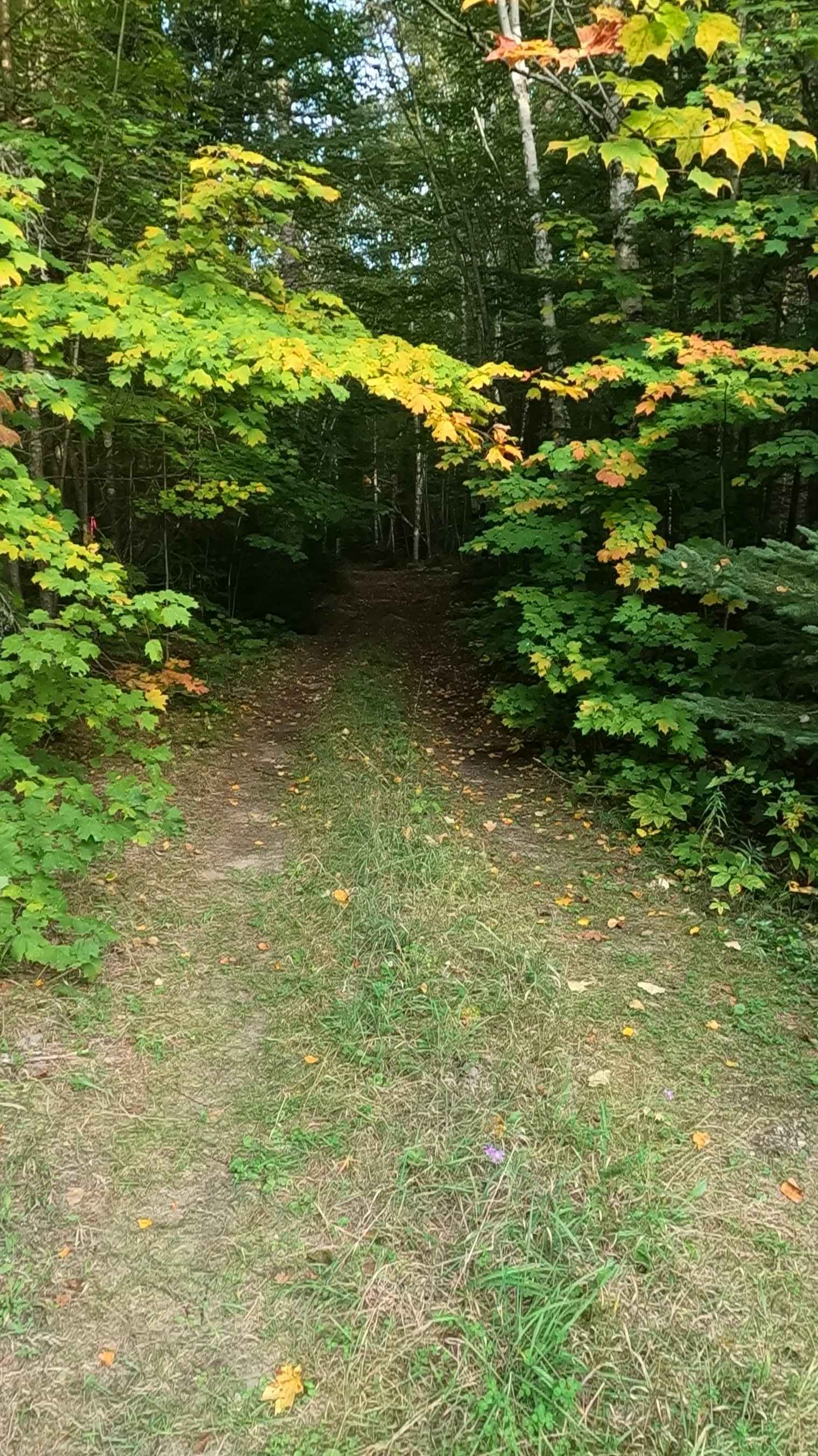 Brevoort West - FS 3782