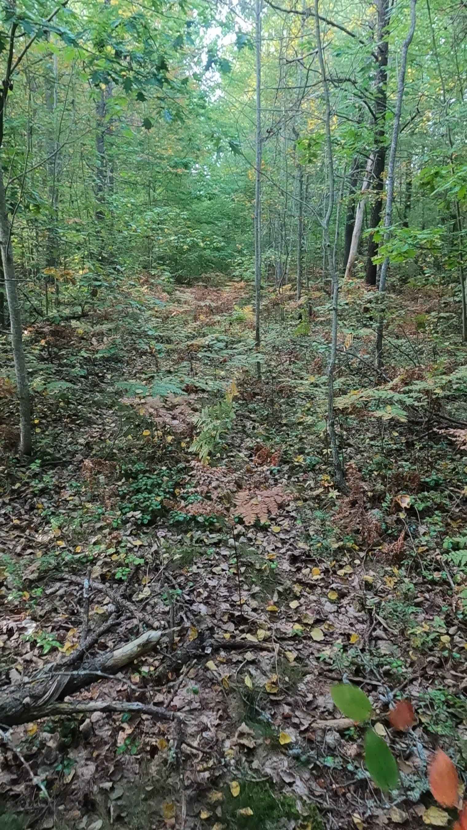 Brevoort West - FS 3782