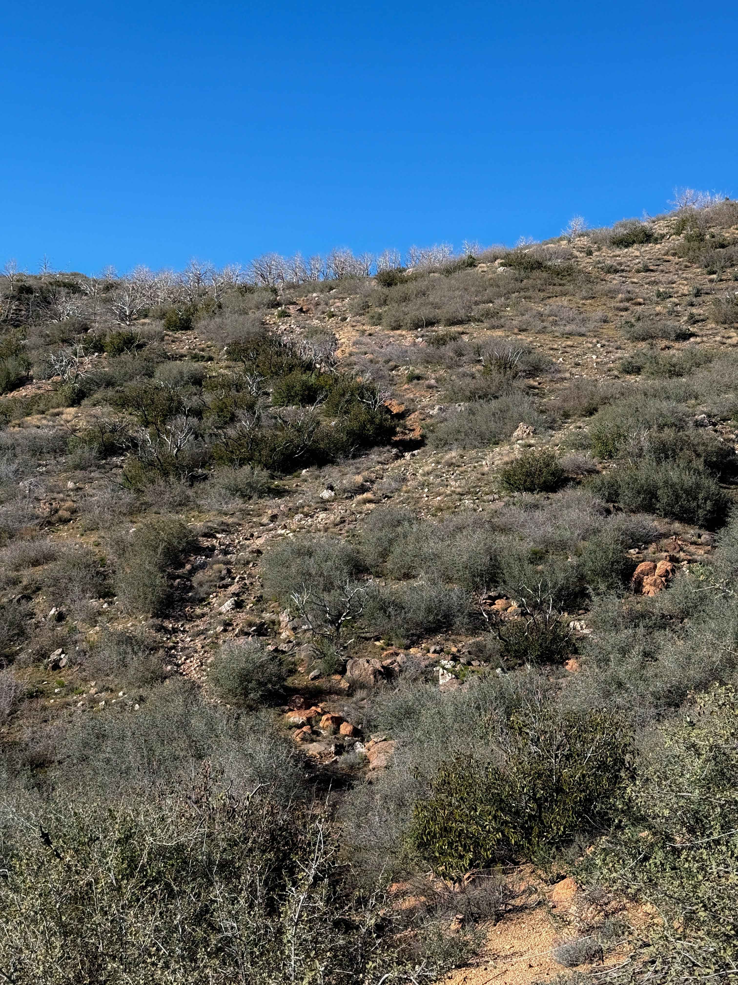 Sheridan Mountain #11