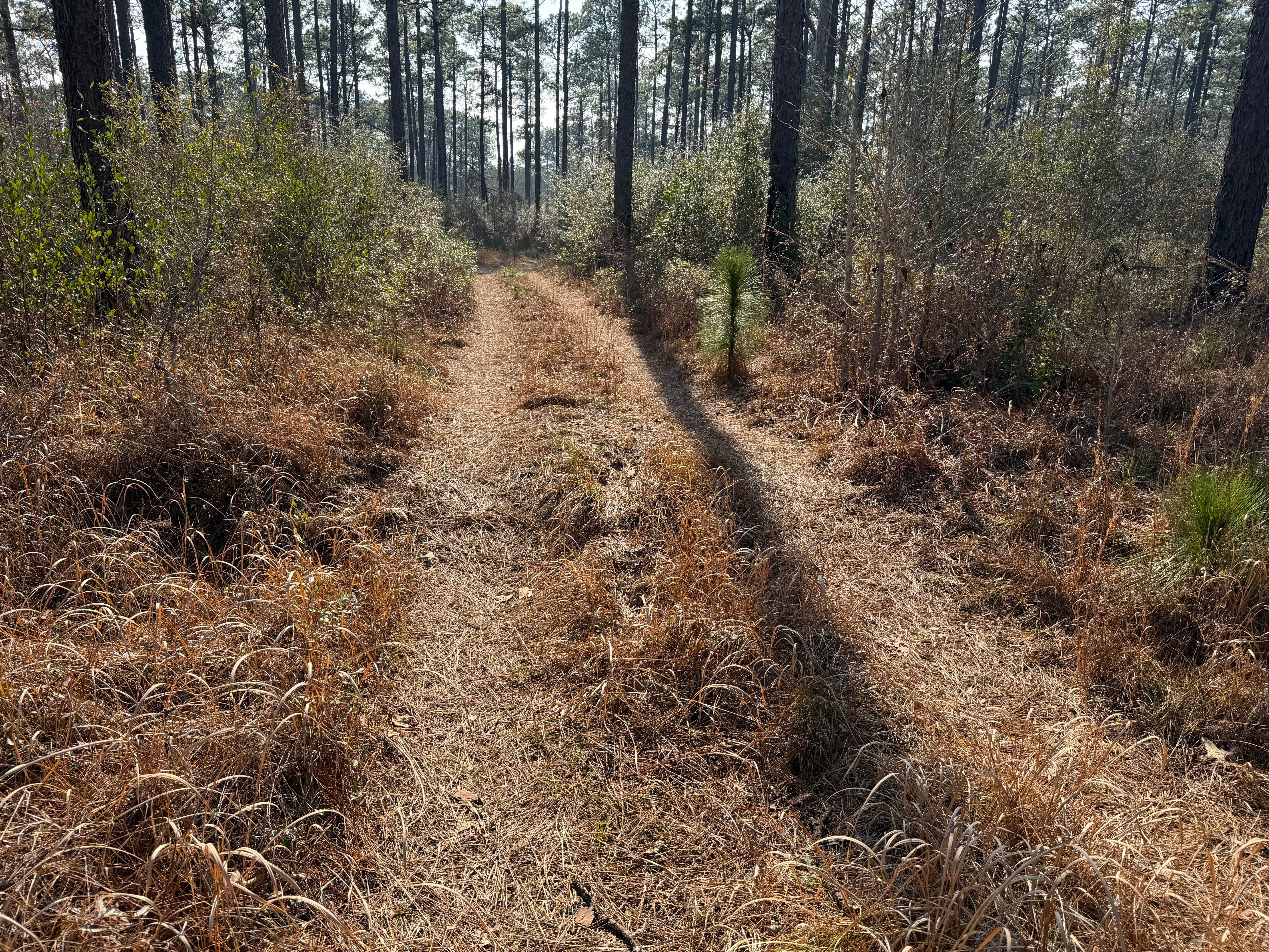 Right Branch - FS 308K