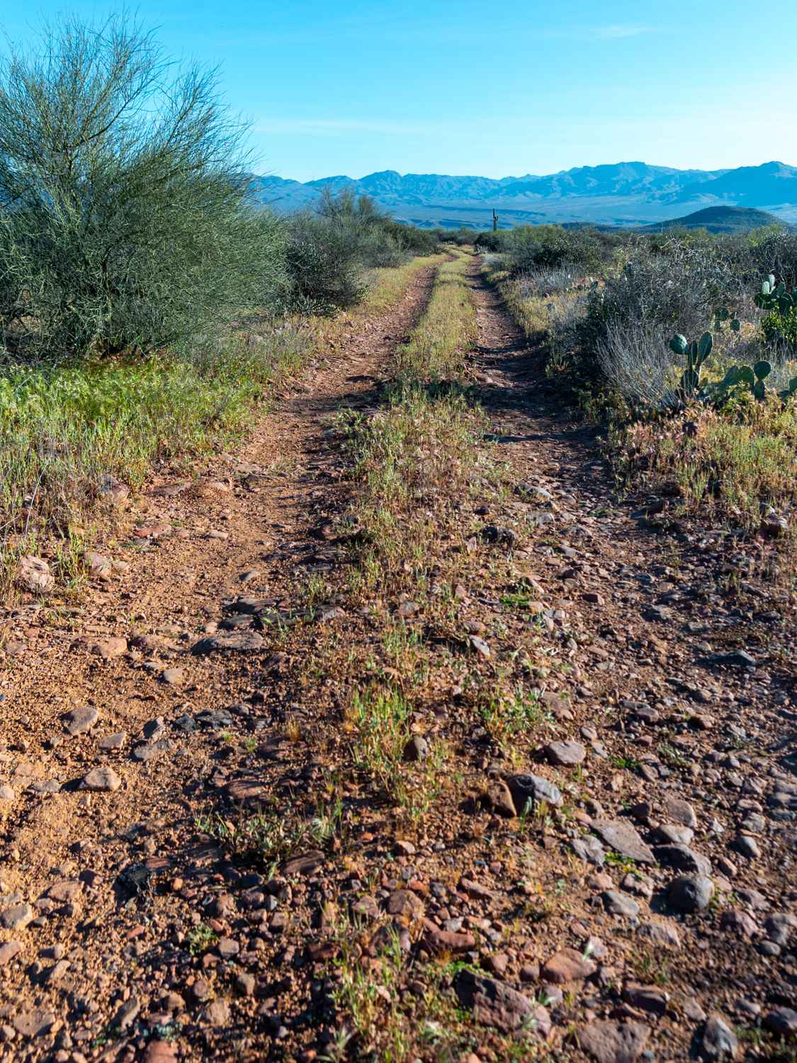 Armer Gulch - FS 663