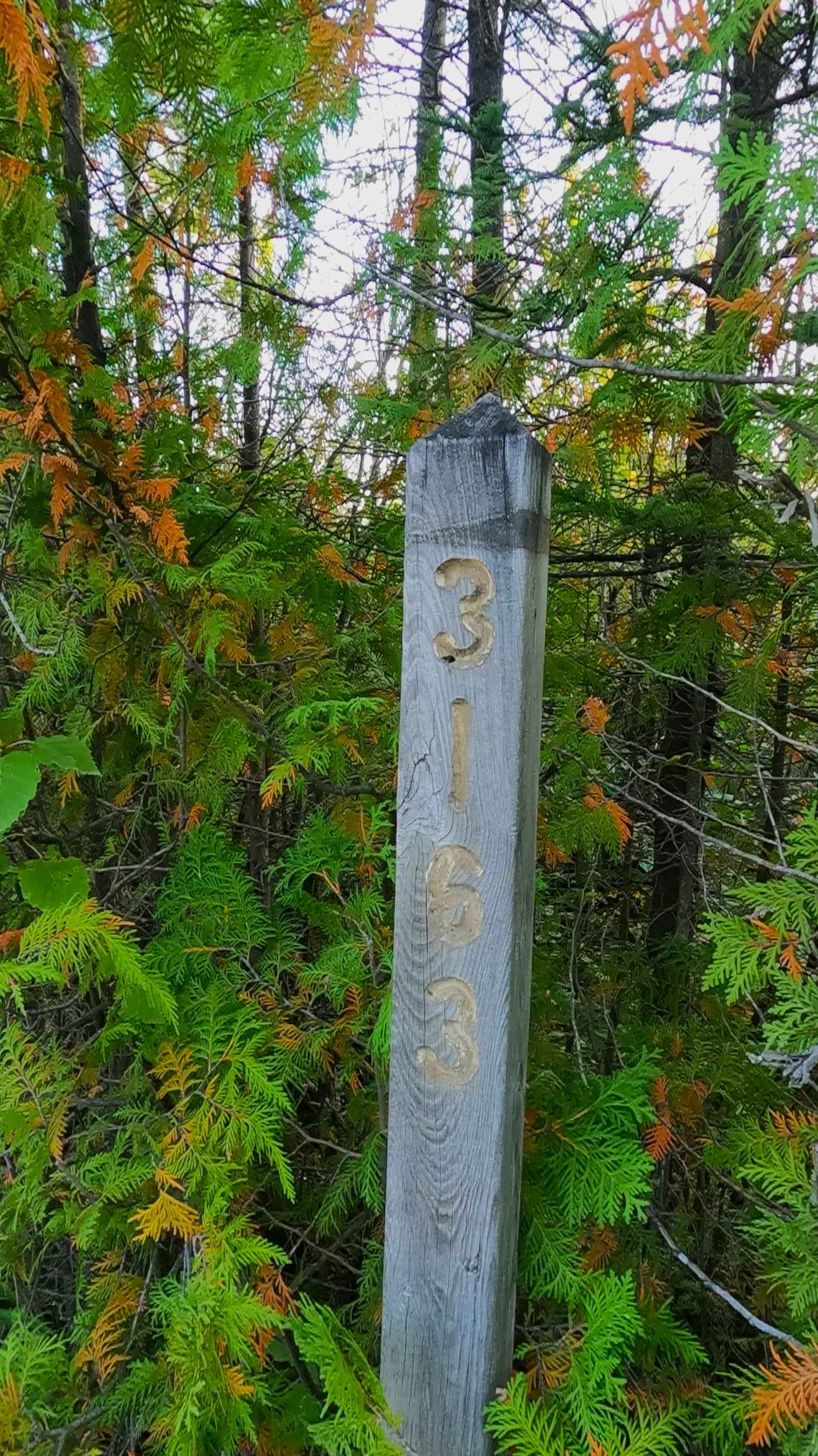 Old Castle Rock Trail - FS 3163