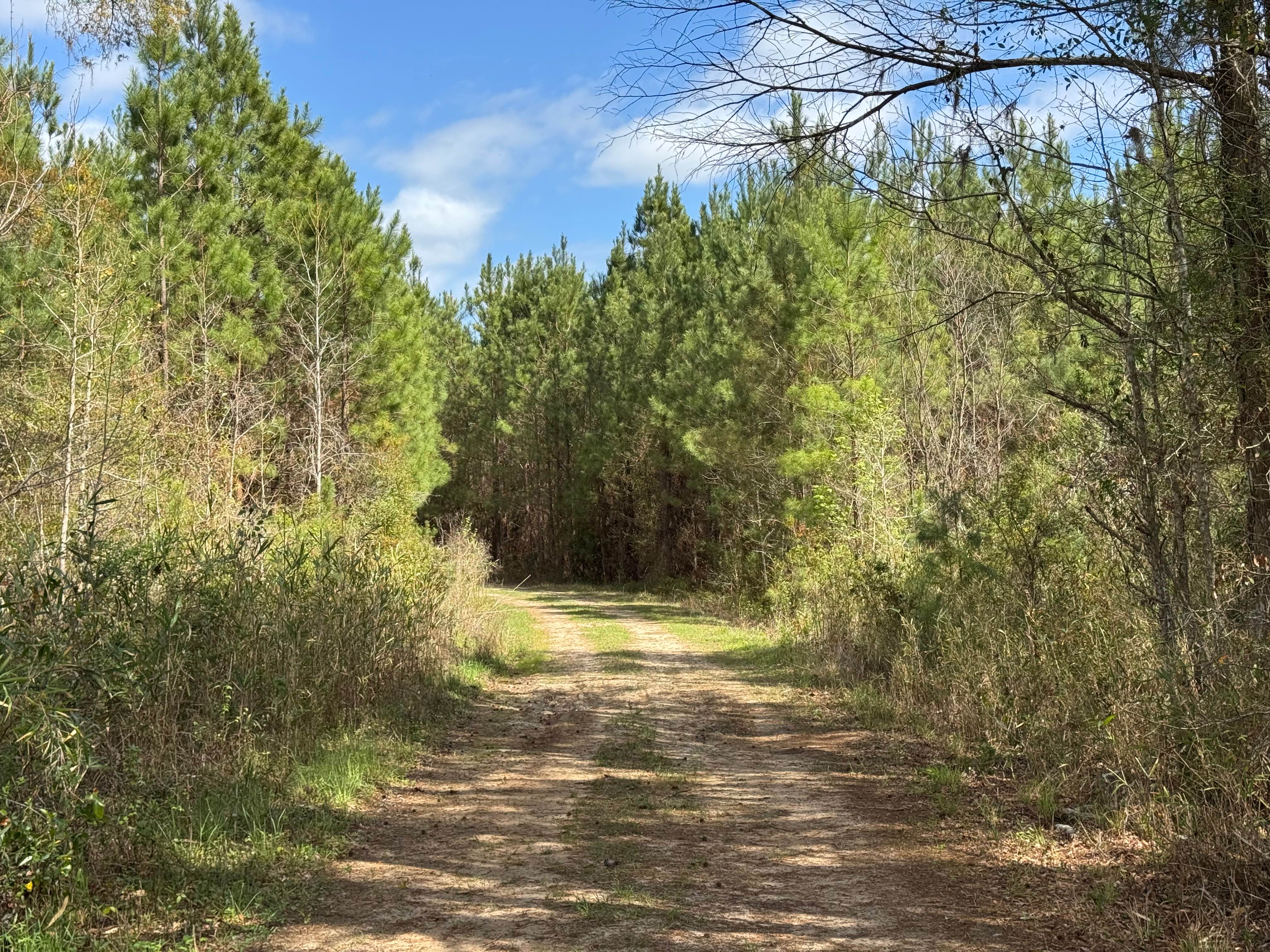 Dubignon Hammock Road