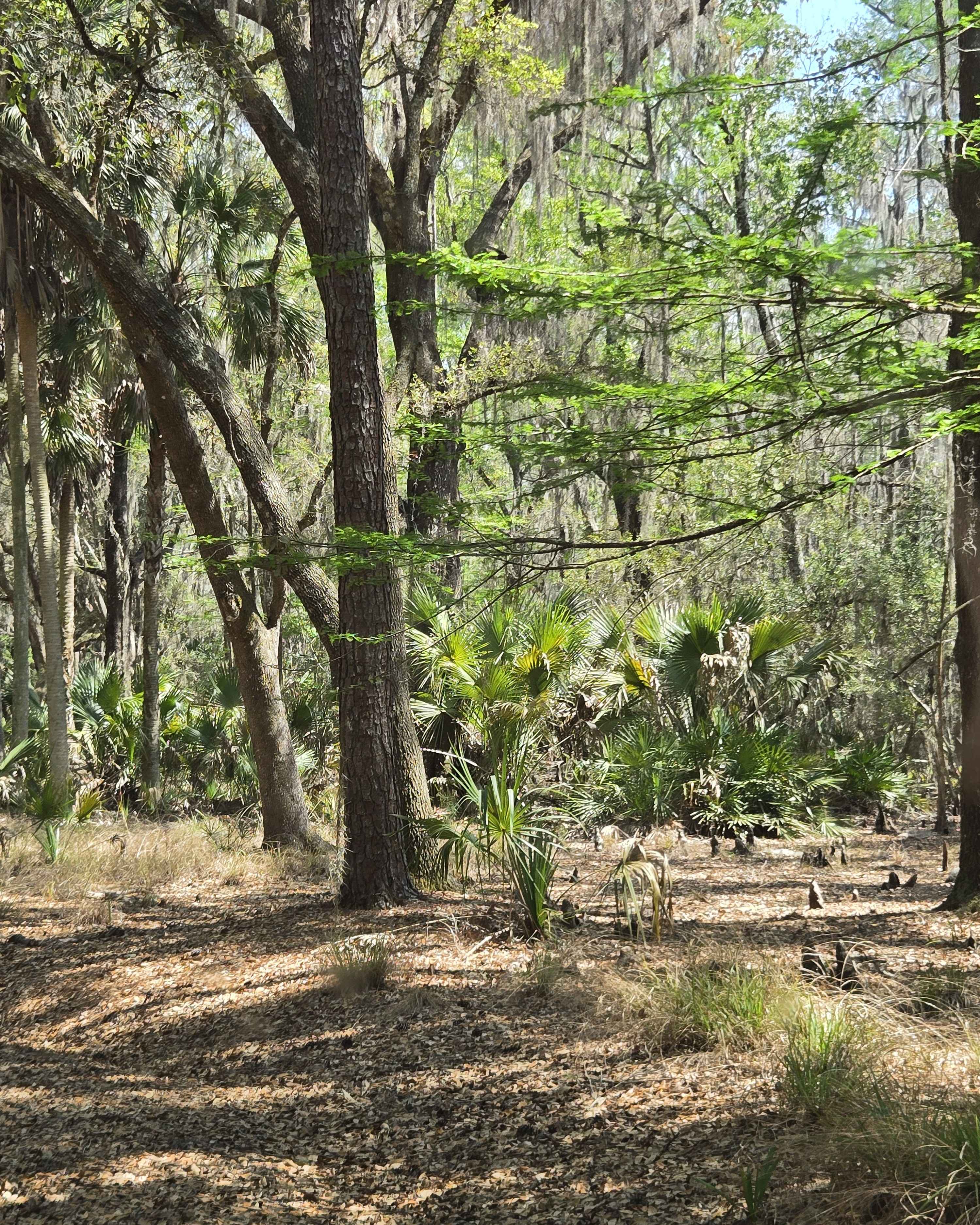 Lochloosa Swamp Trail