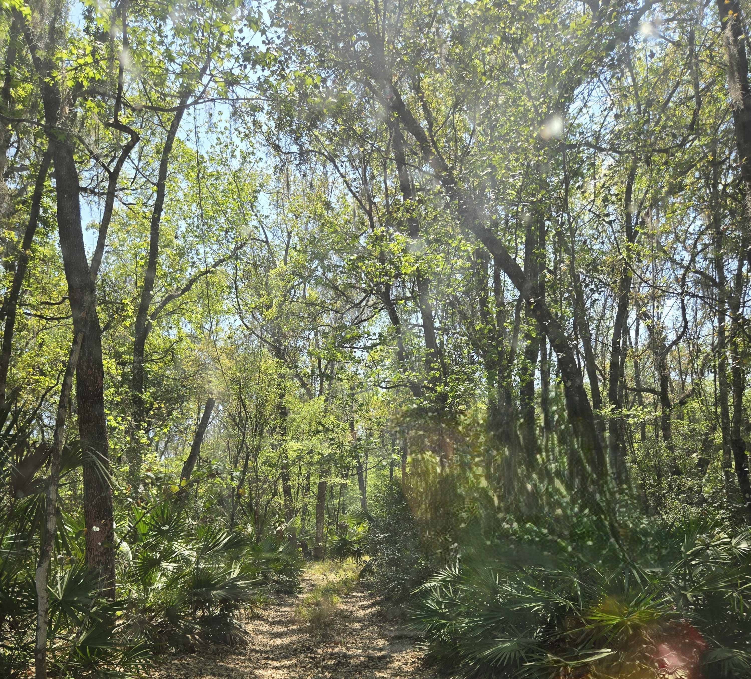 Lochloosa Swamp Trail