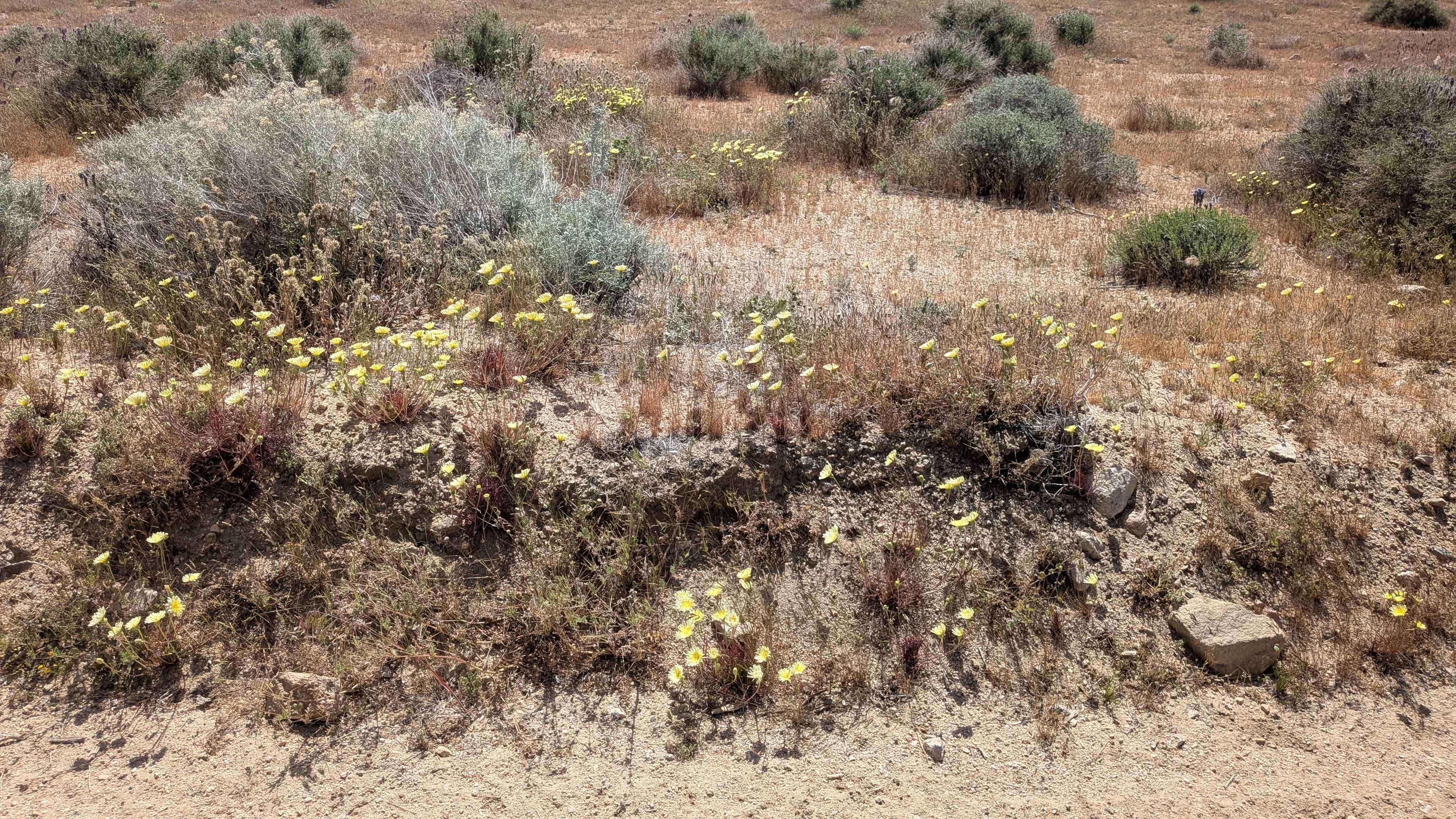 BLM LA2 Sage Canyon South