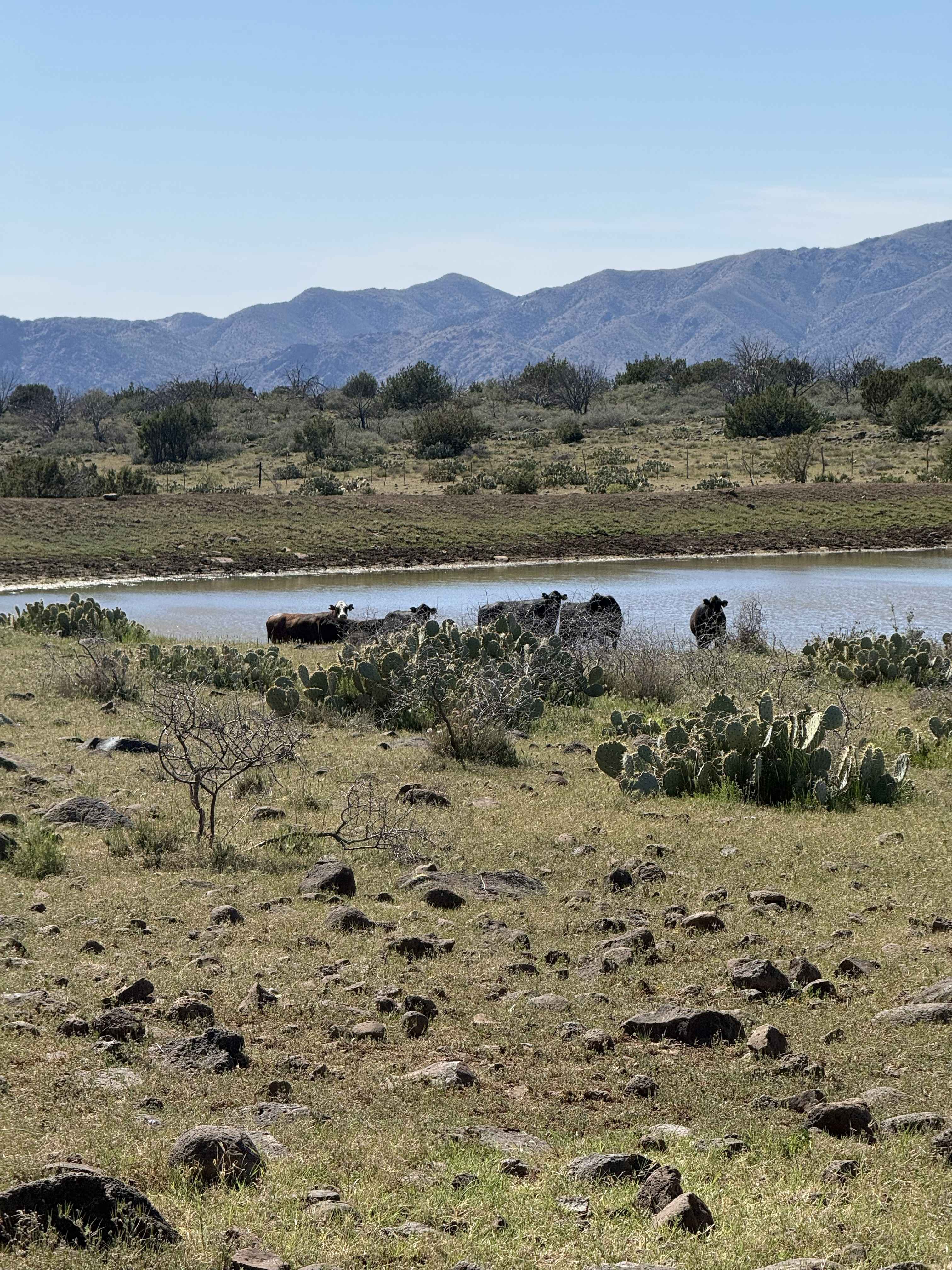 Black Jack Tank - FS 597