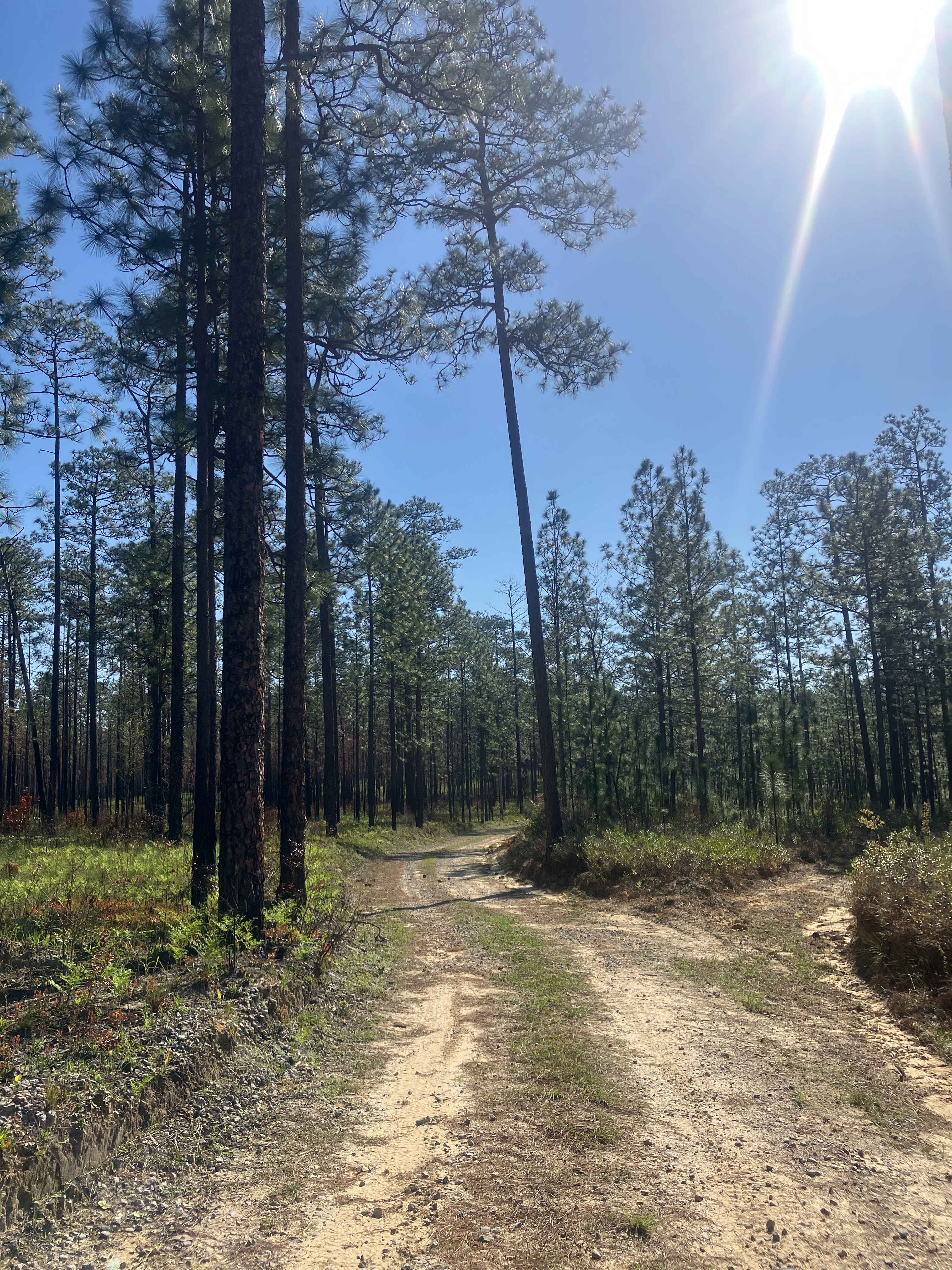Blue Trail W23