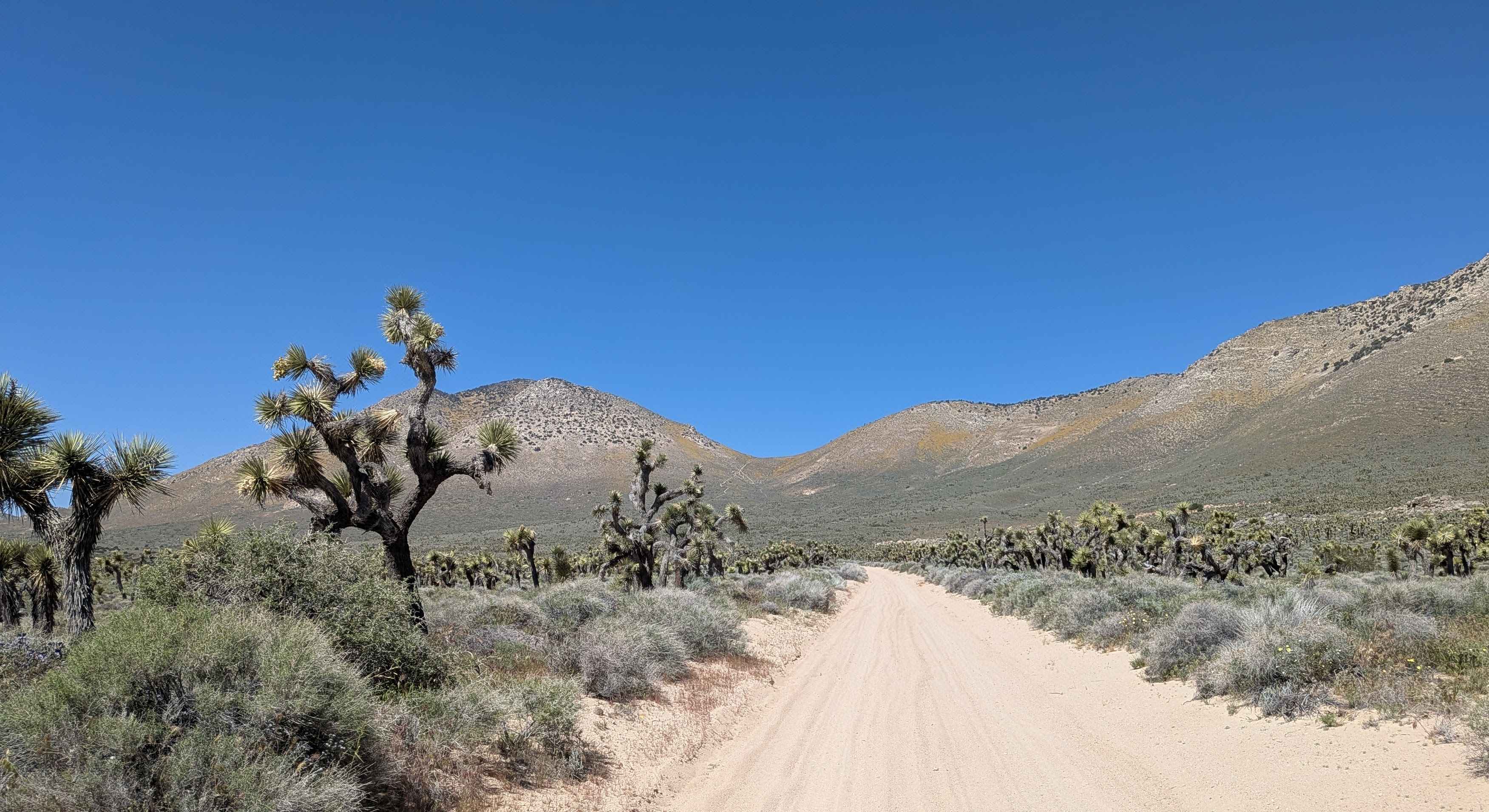 Bird Spring Canyon Road East BLM 120