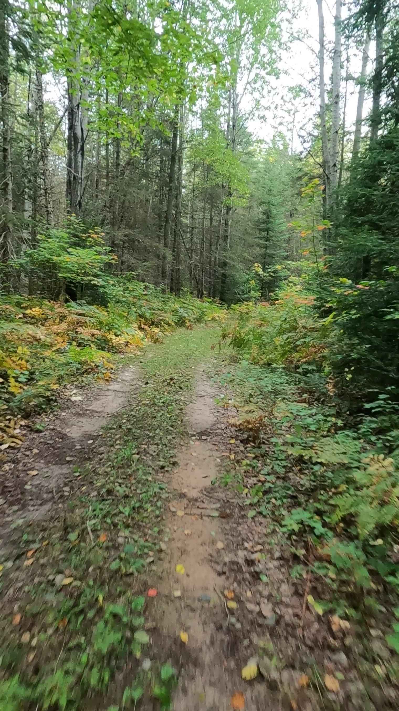 Strickler Truck Road - Timber Loop