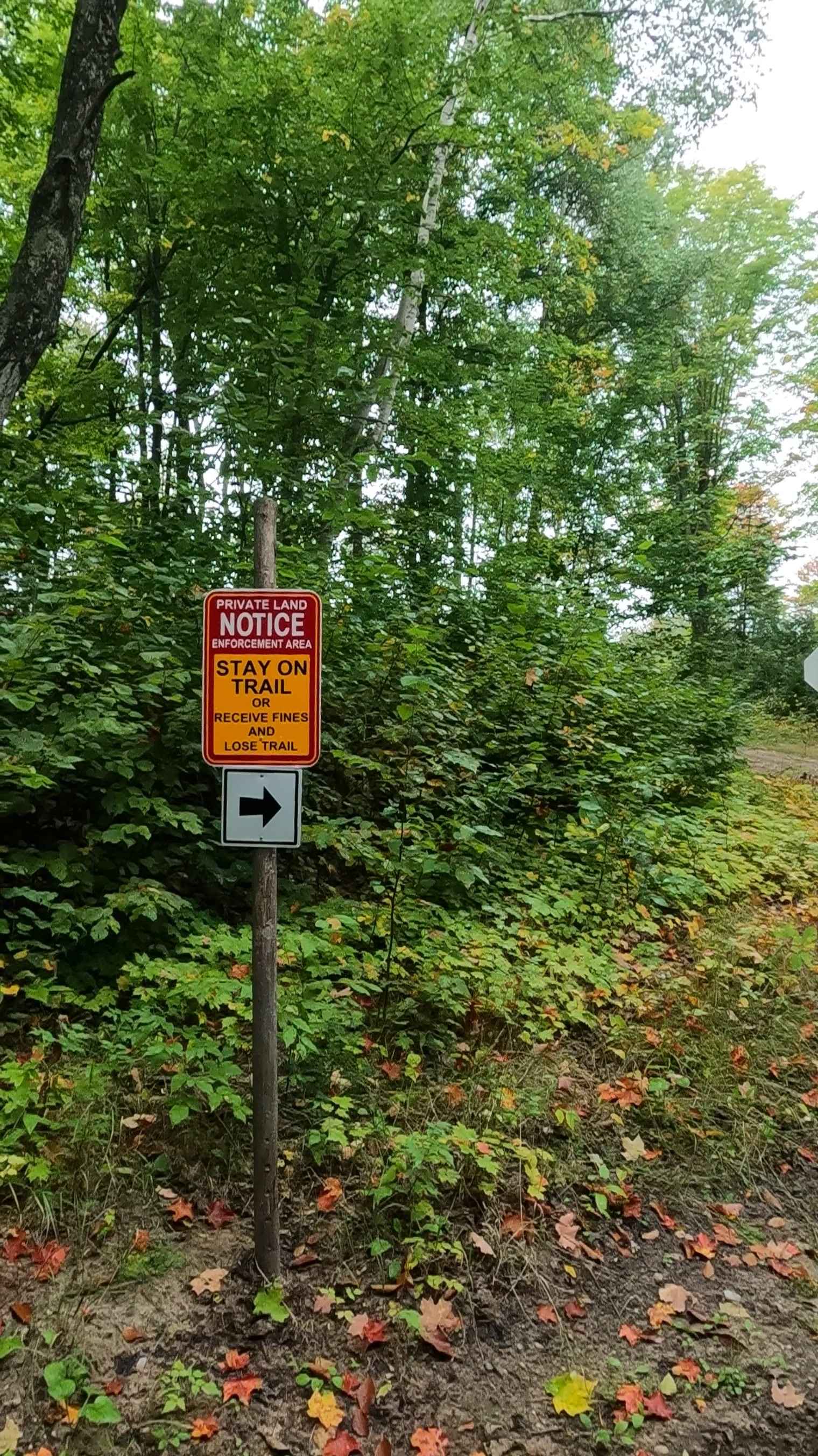 Strickler Truck Road - Timber Loop