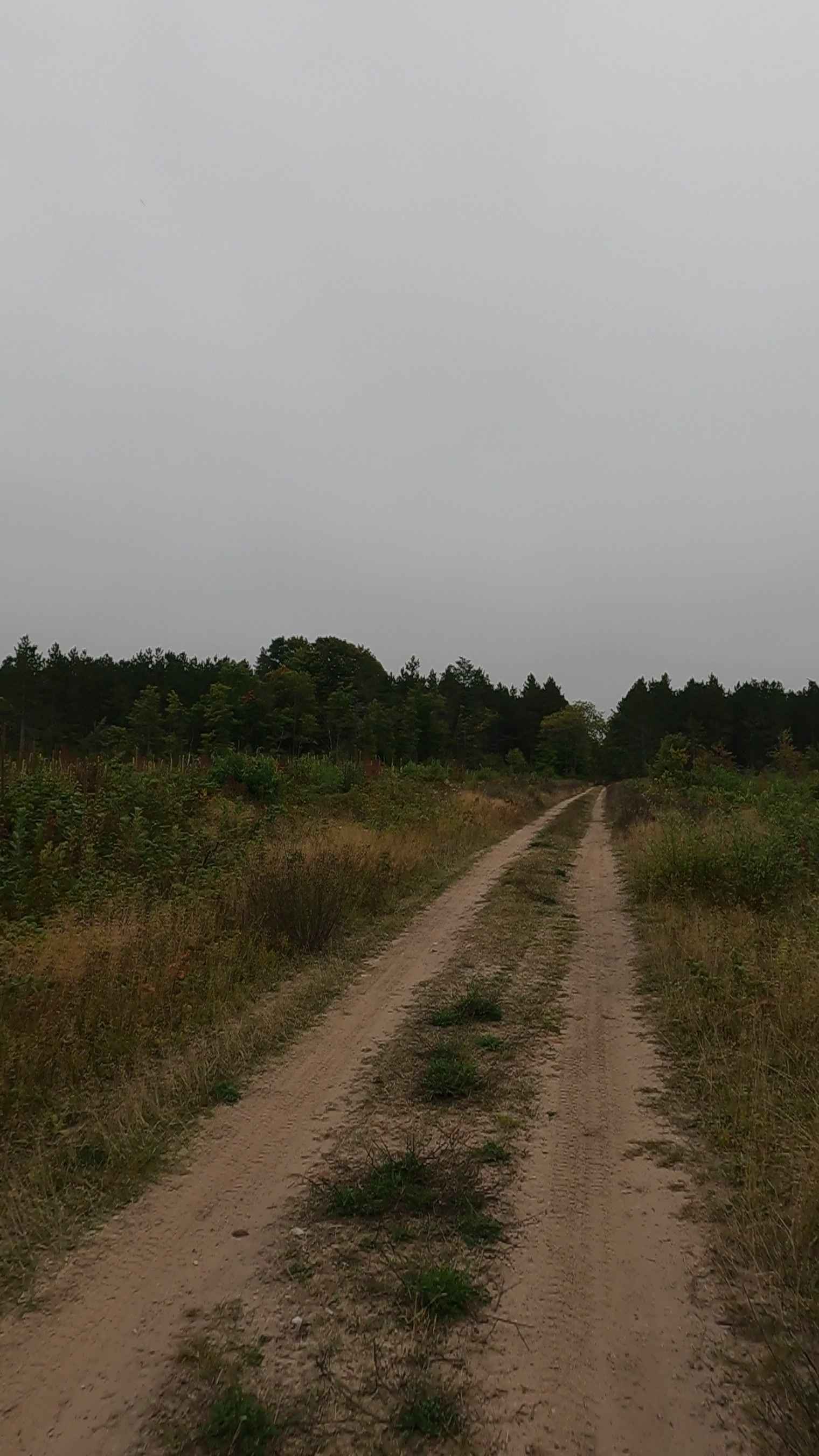 Little Dollar - Timber Trail