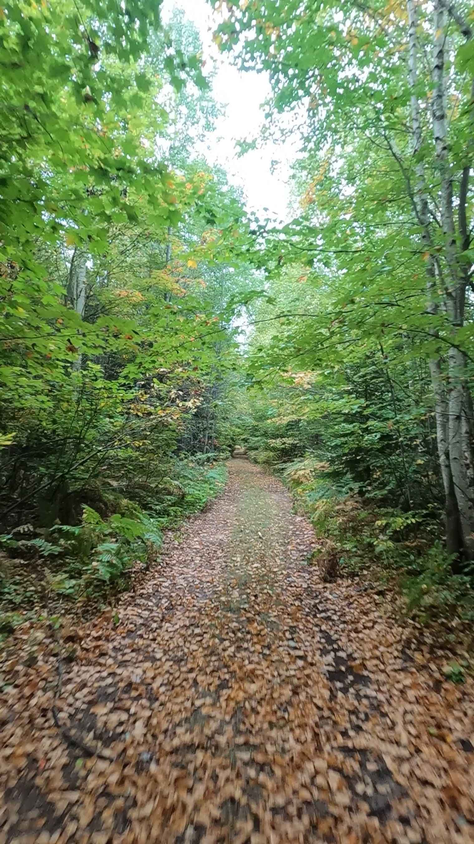 Little Dollar - Timber Trail