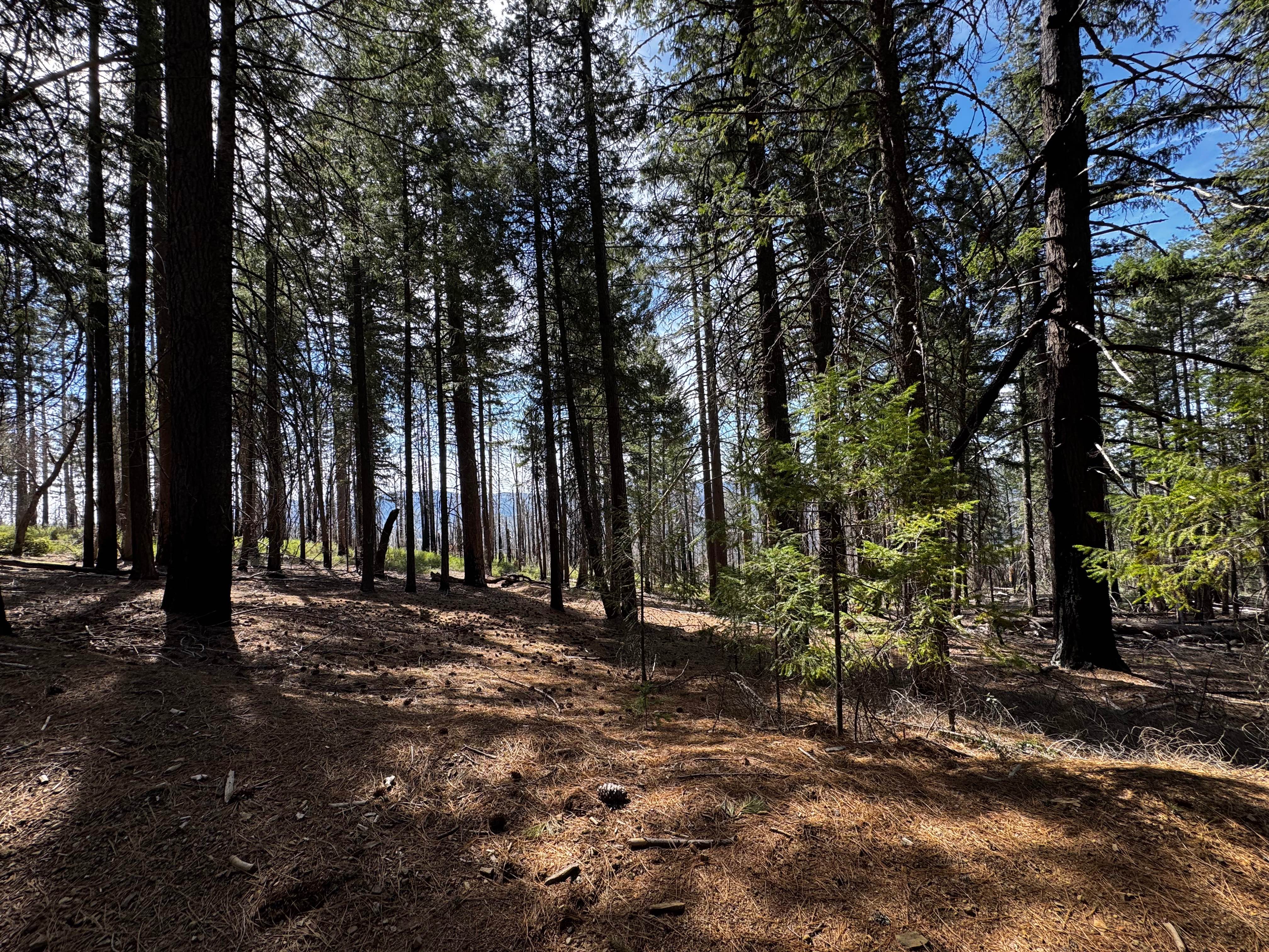 Richardson Glade - FS 17N26