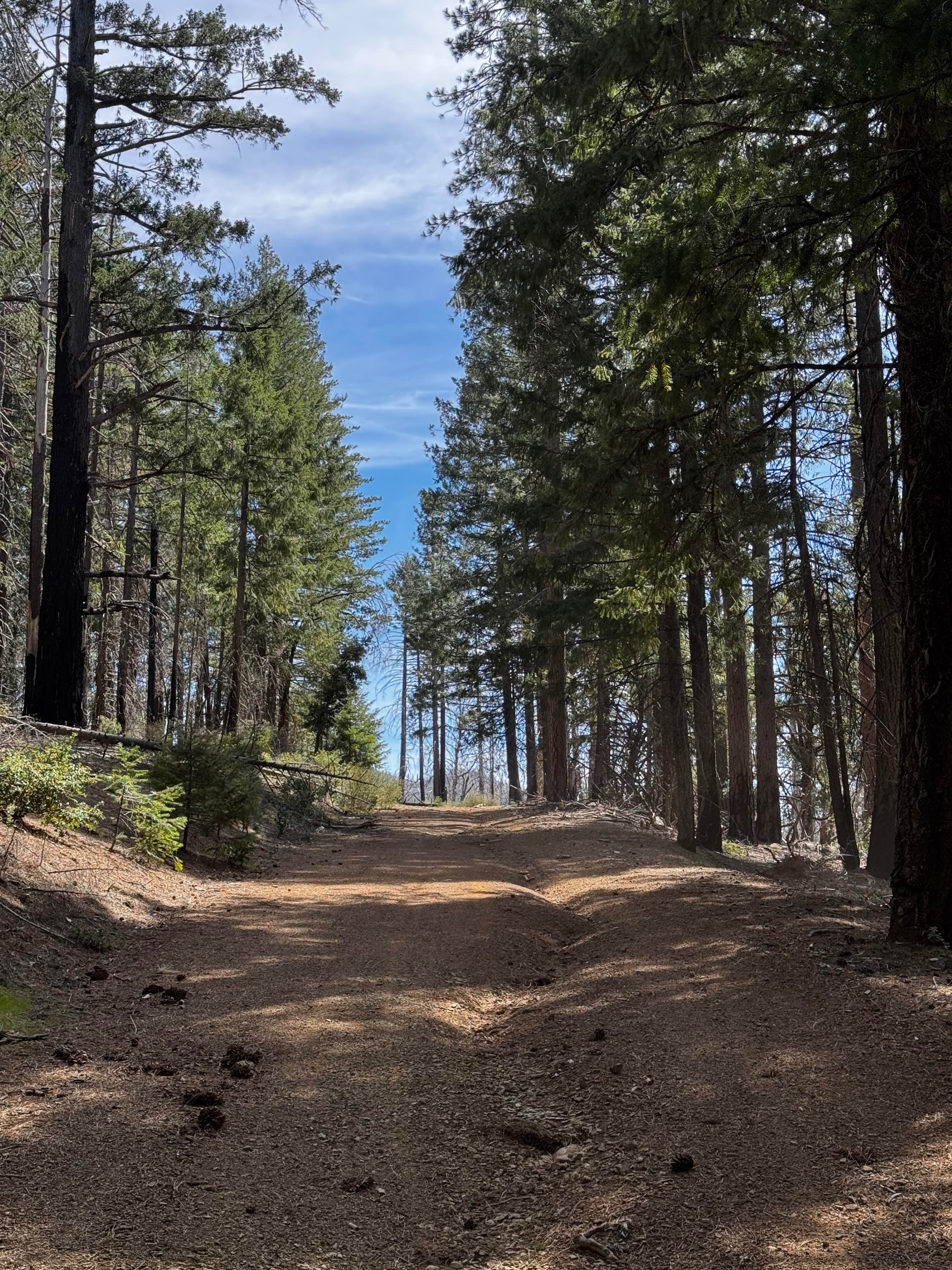 Richardson Glade - FS 17N26