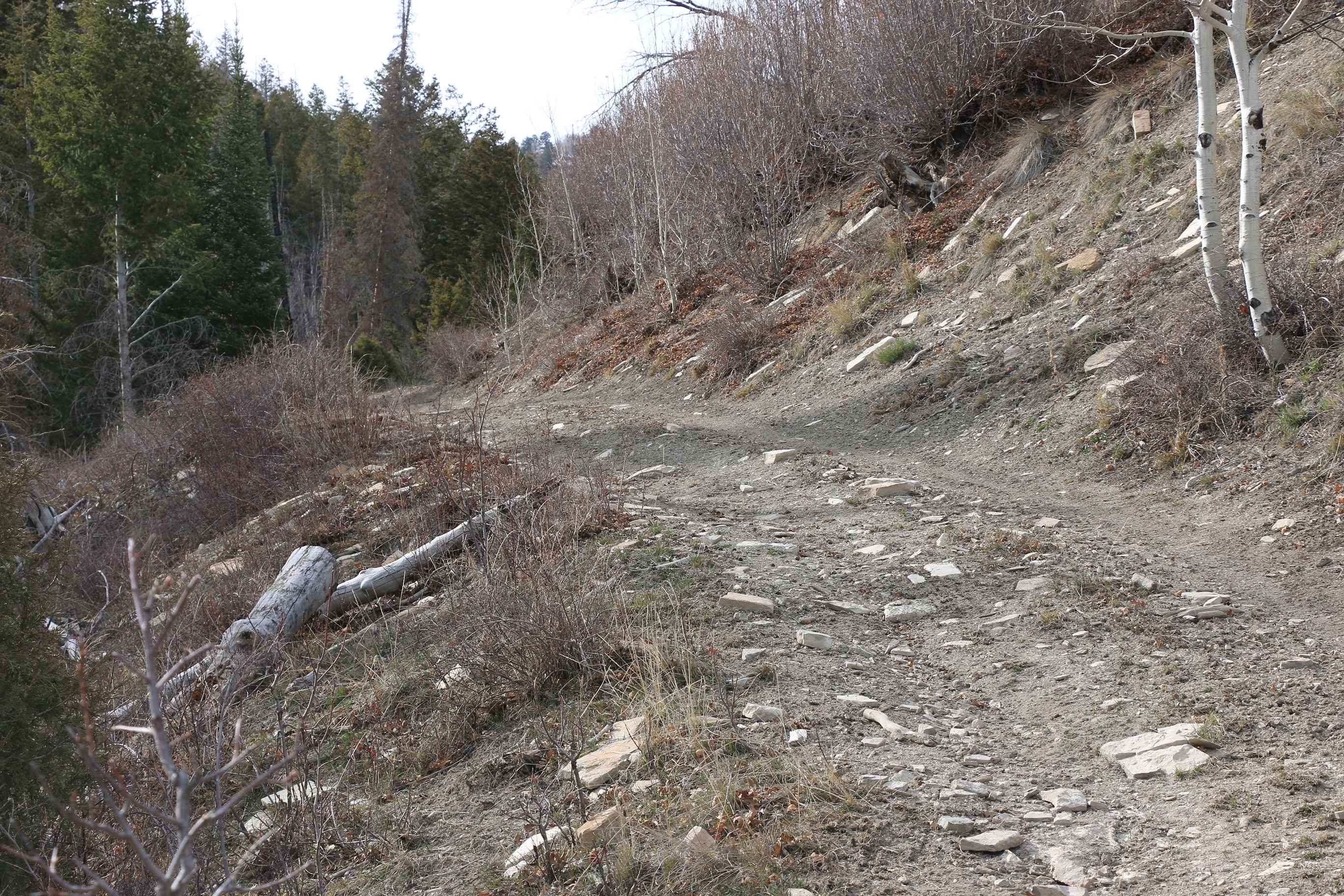 Pine Hollow - FS 10655