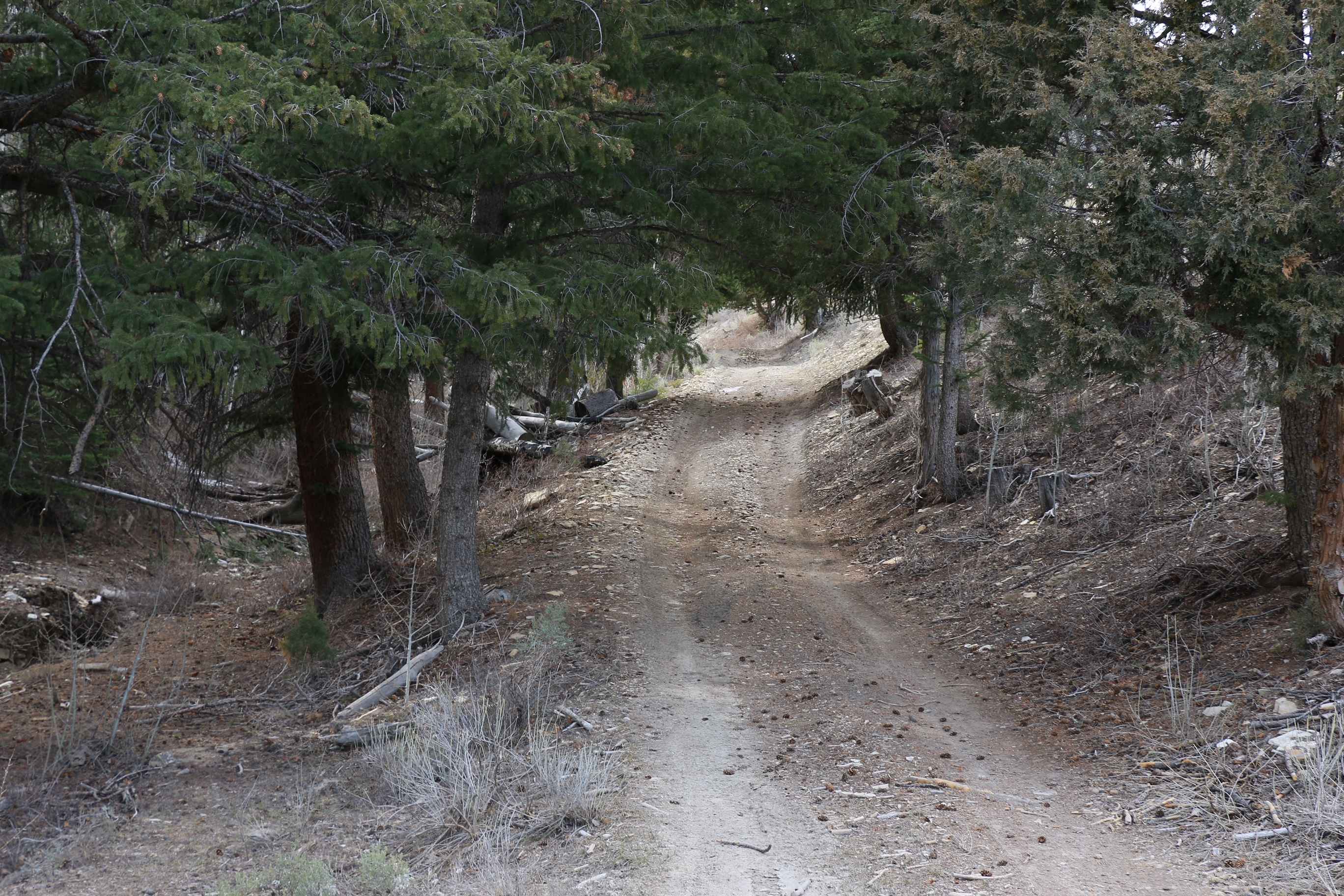 Pine Hollow - FS 10655