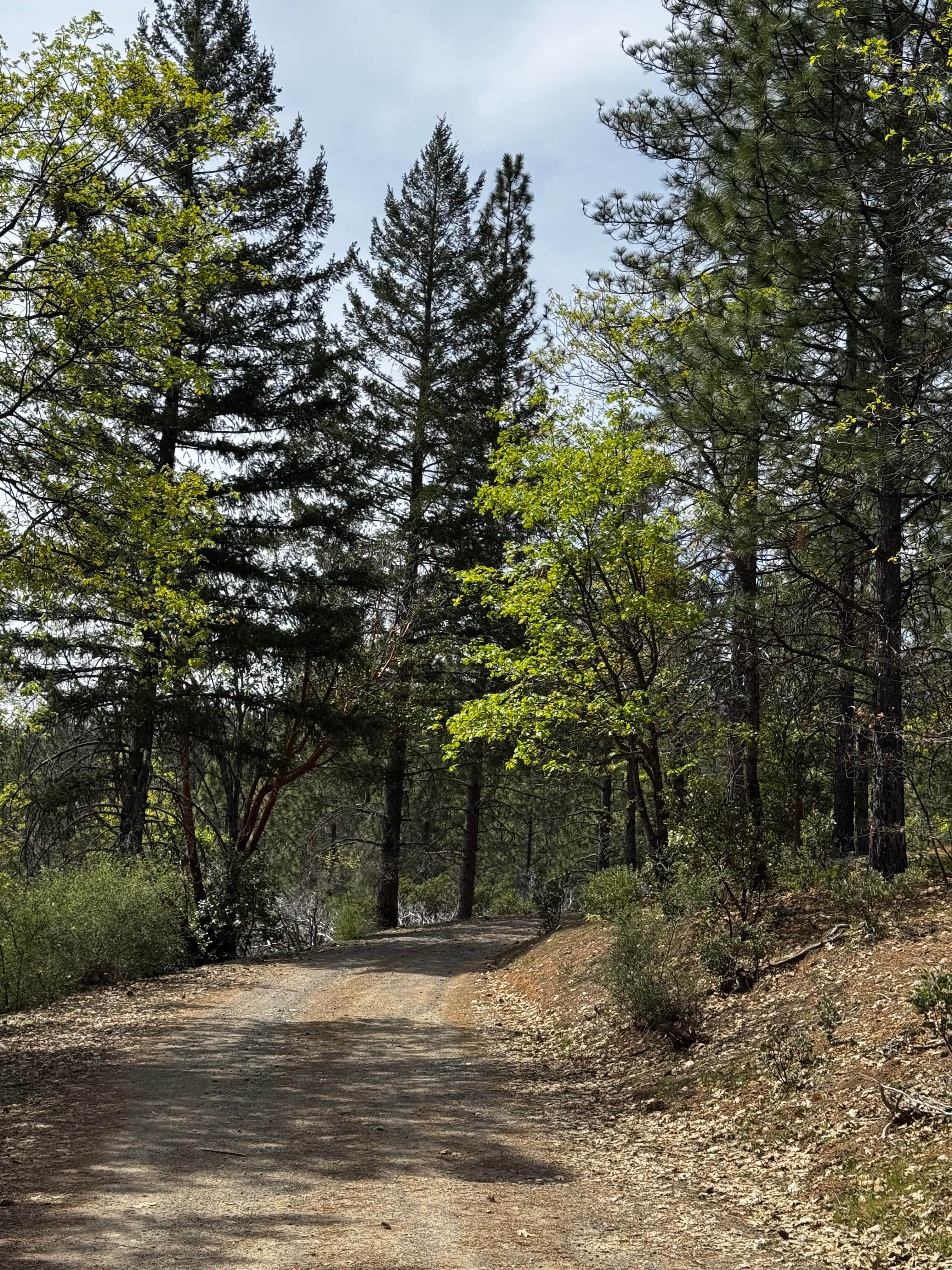 Mc Creary Glade - FS 17N99